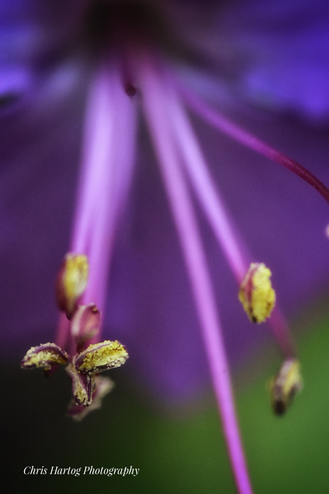meeldraden-van-de-ooievaarsbek-geranium-soort