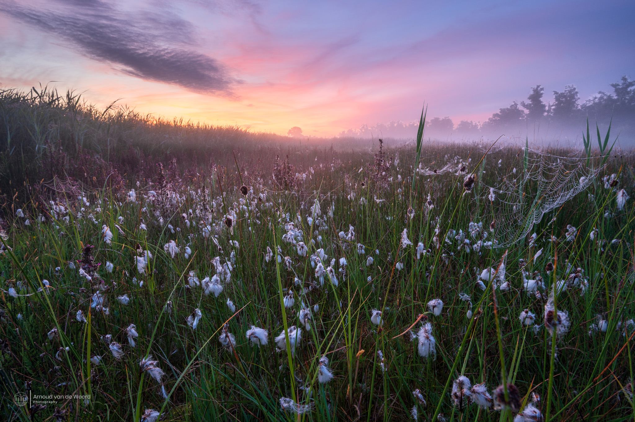 whispers-of-dawn