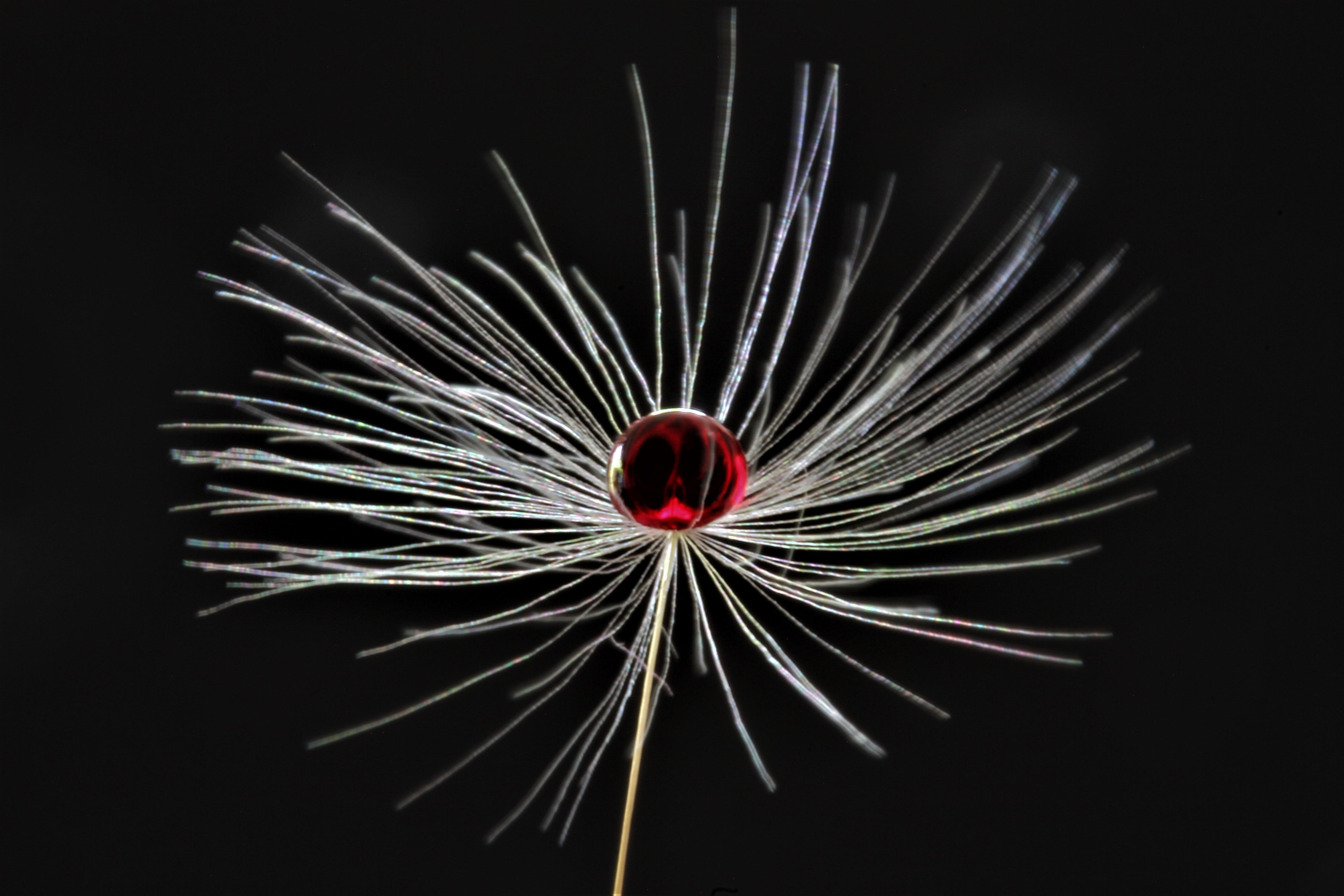 druppeltje-ecoline-op-een-paardenbloempluisje