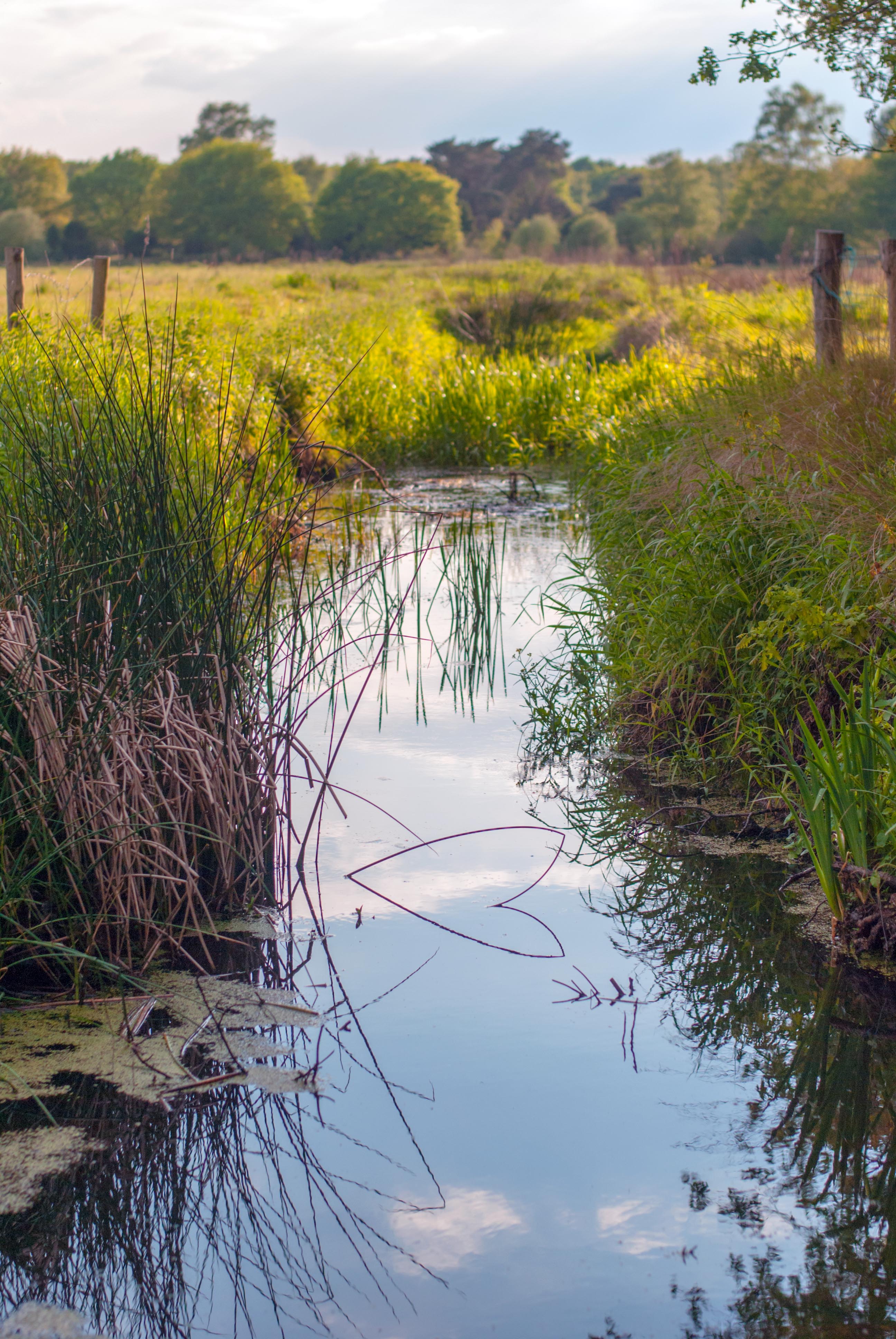 de-liefde-ligt-hier-zomaar-in-de-sloot