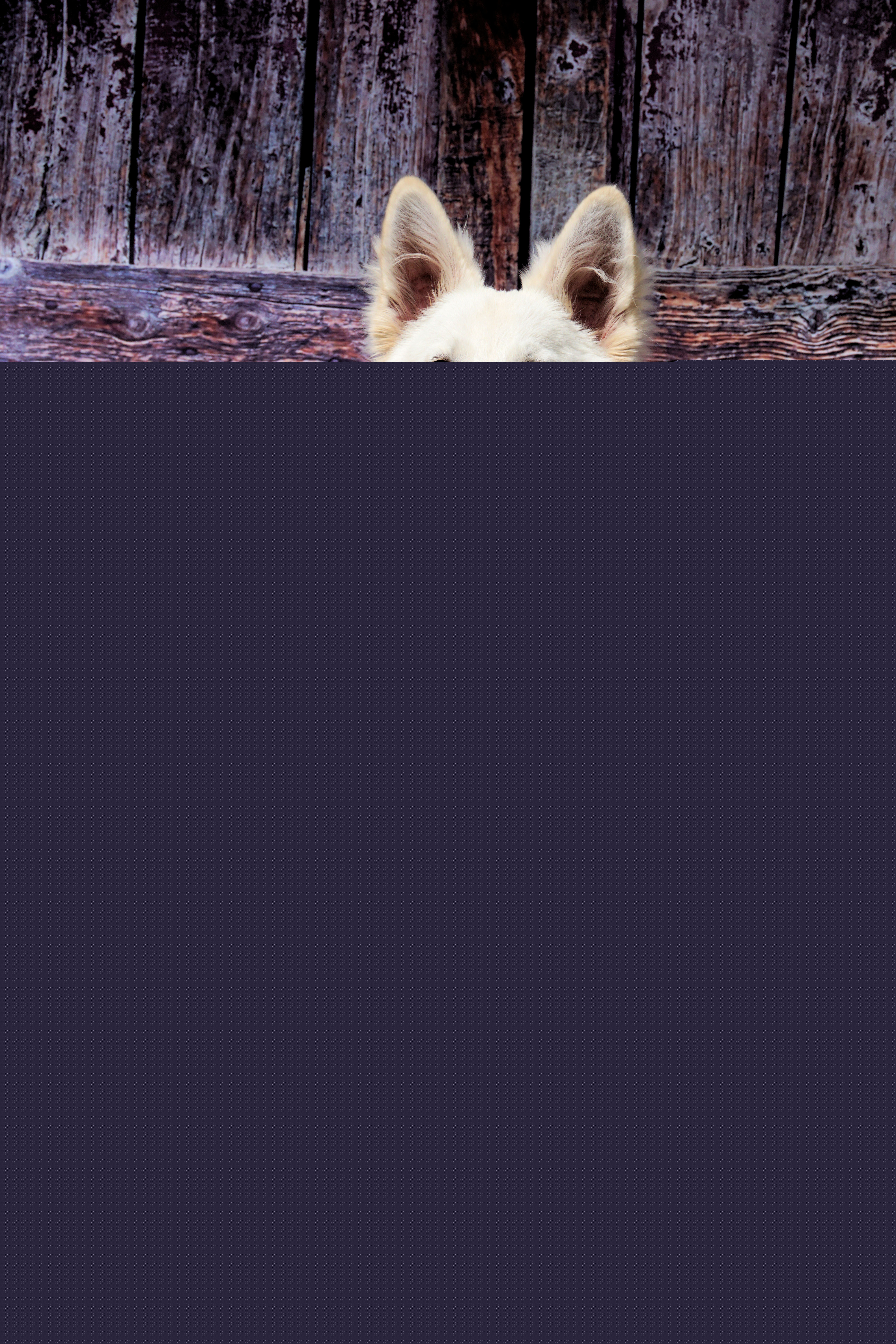 fotofair-2017-mijn-1e-honden-foto