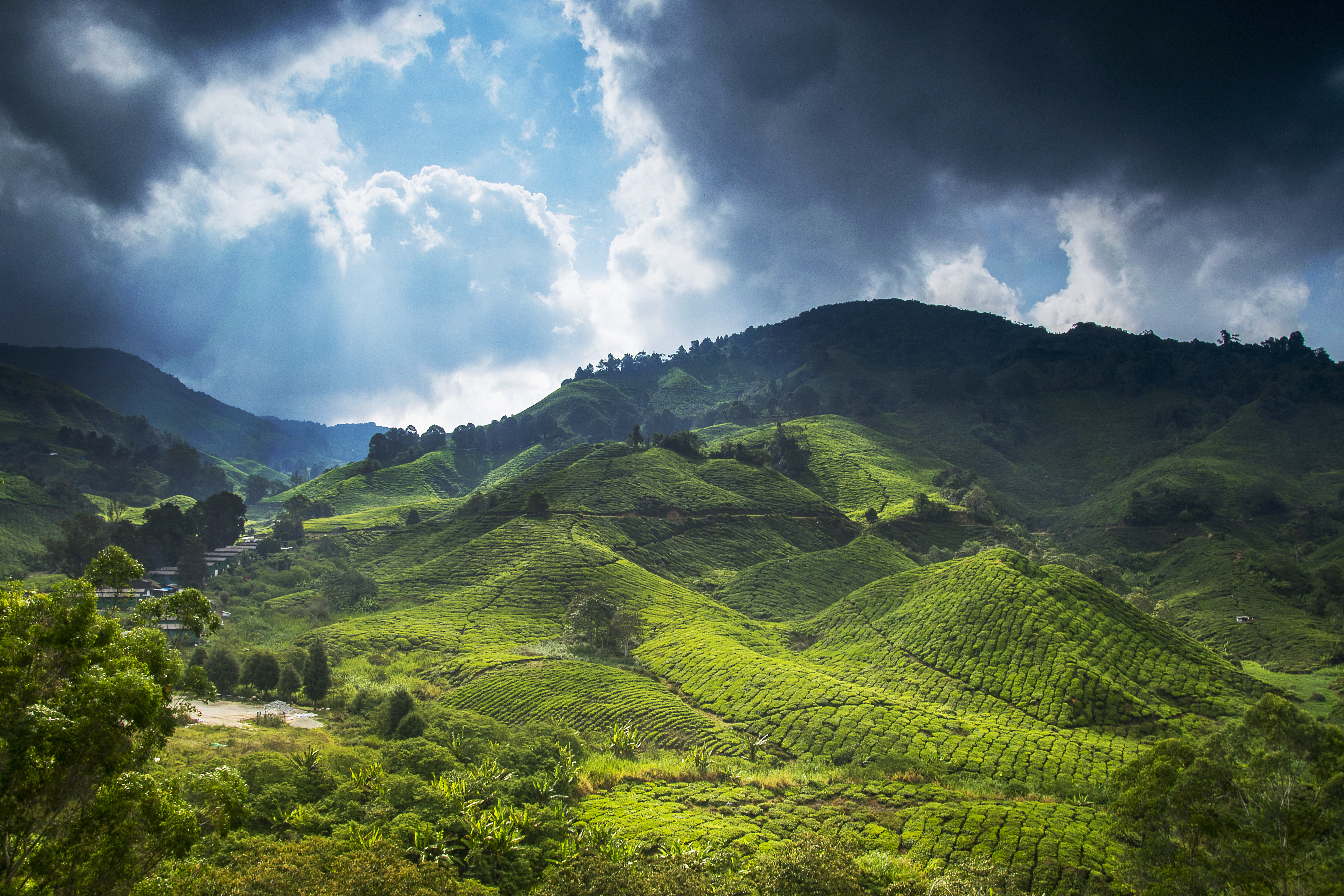 cameron-highlands-malaysia