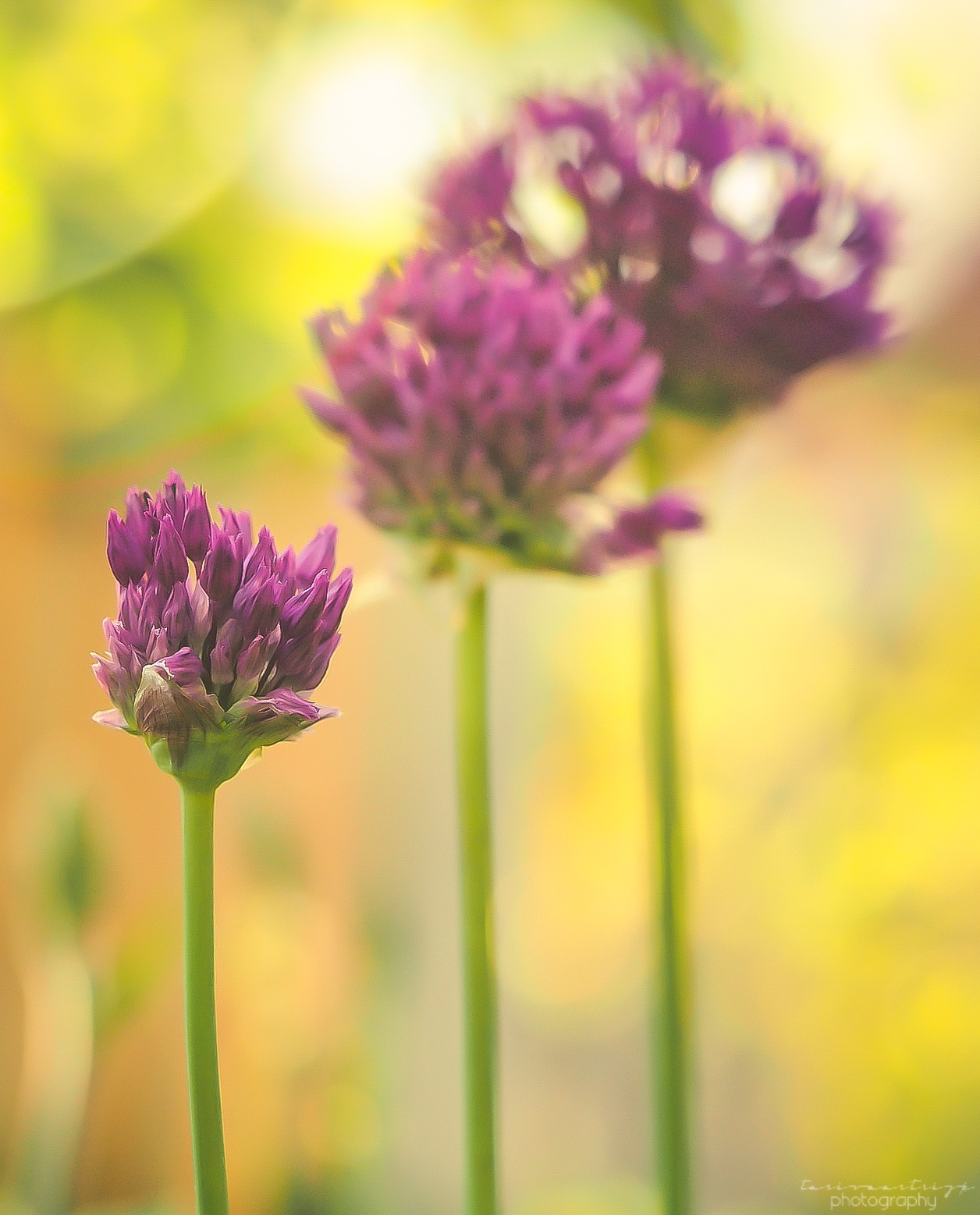 allium-sphaerocephalon