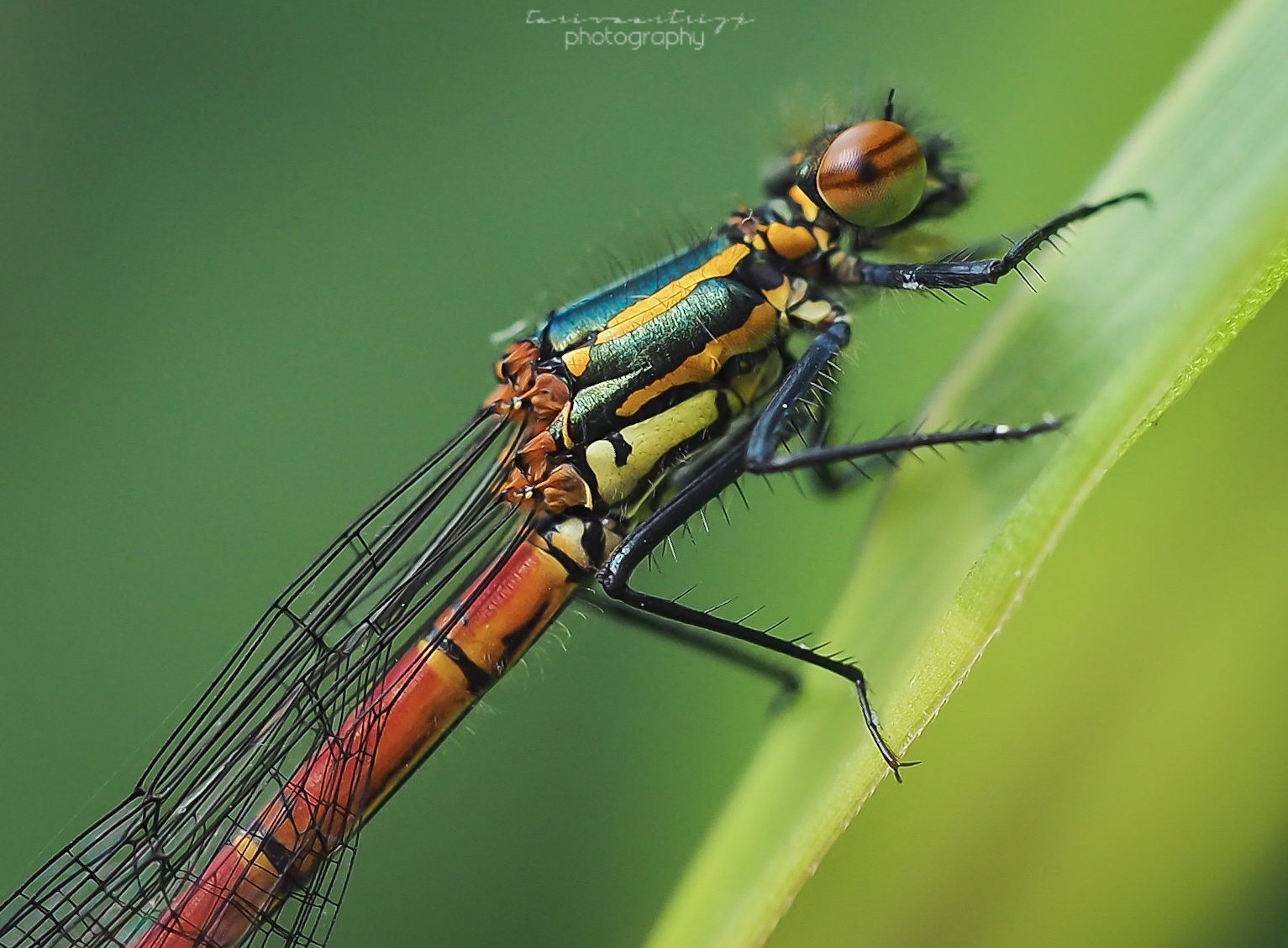 kleurrijk-vuurjuffertje