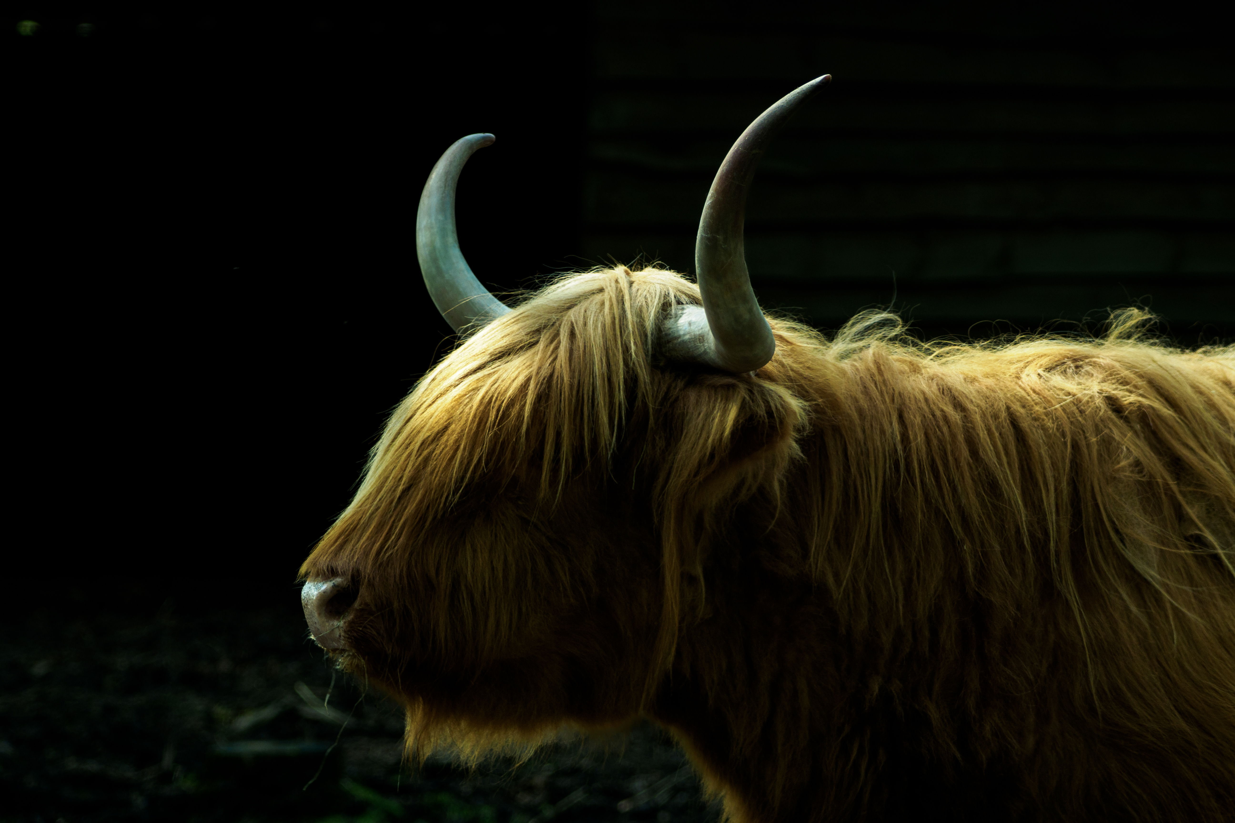 schotse-hooglander-portret