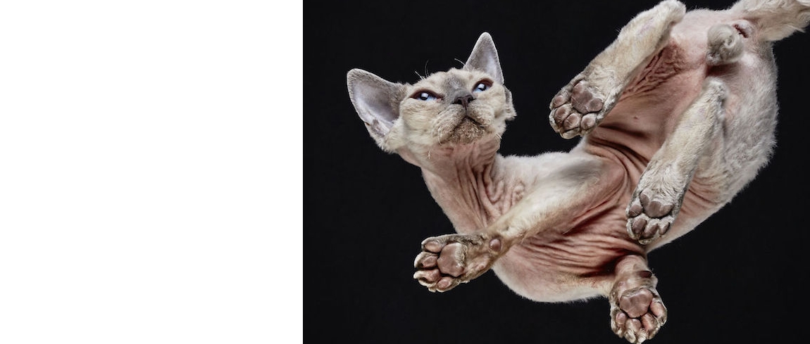 bijzondere-fotos-van-katten