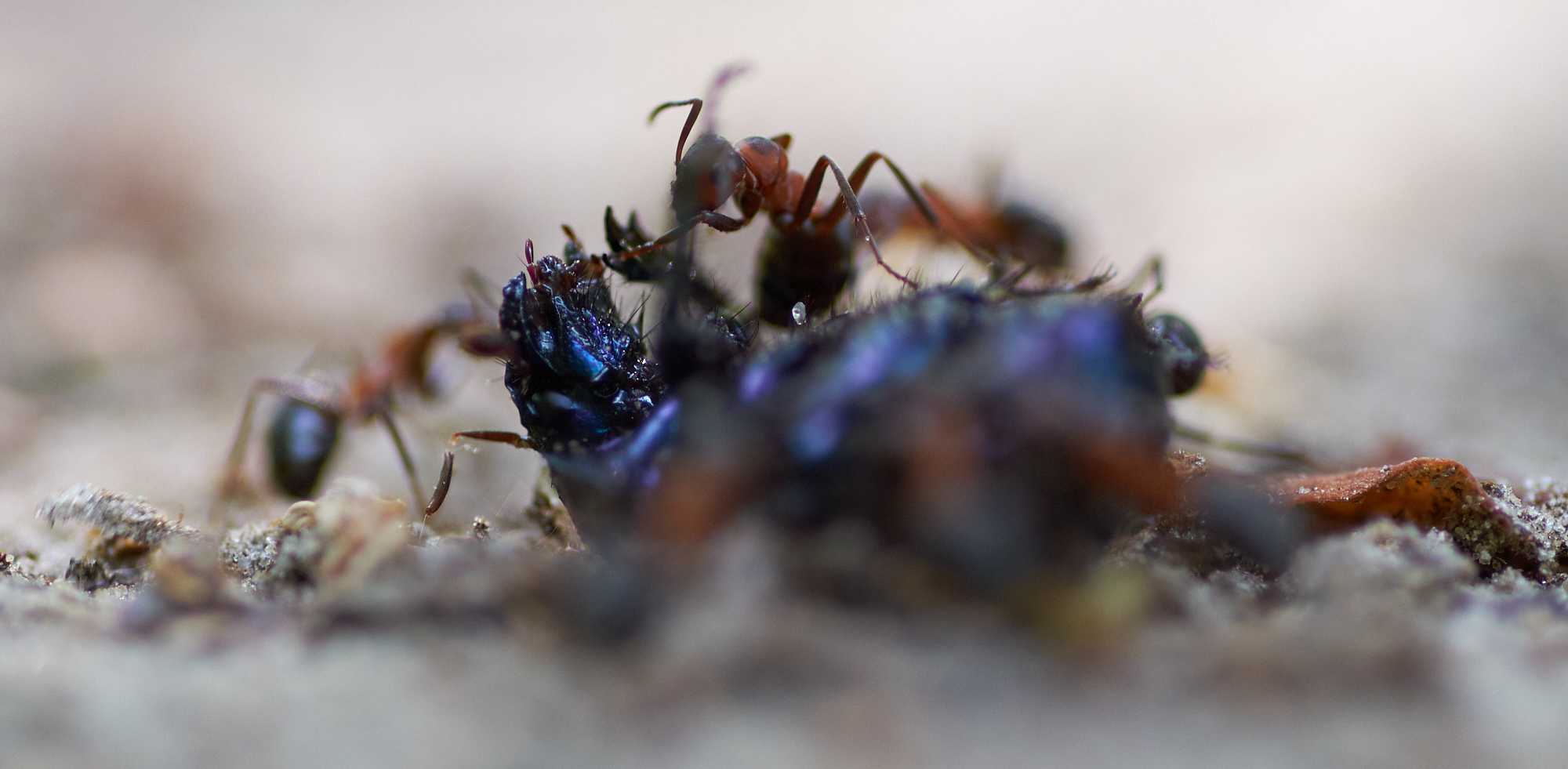 mestkever-en-bosmieren