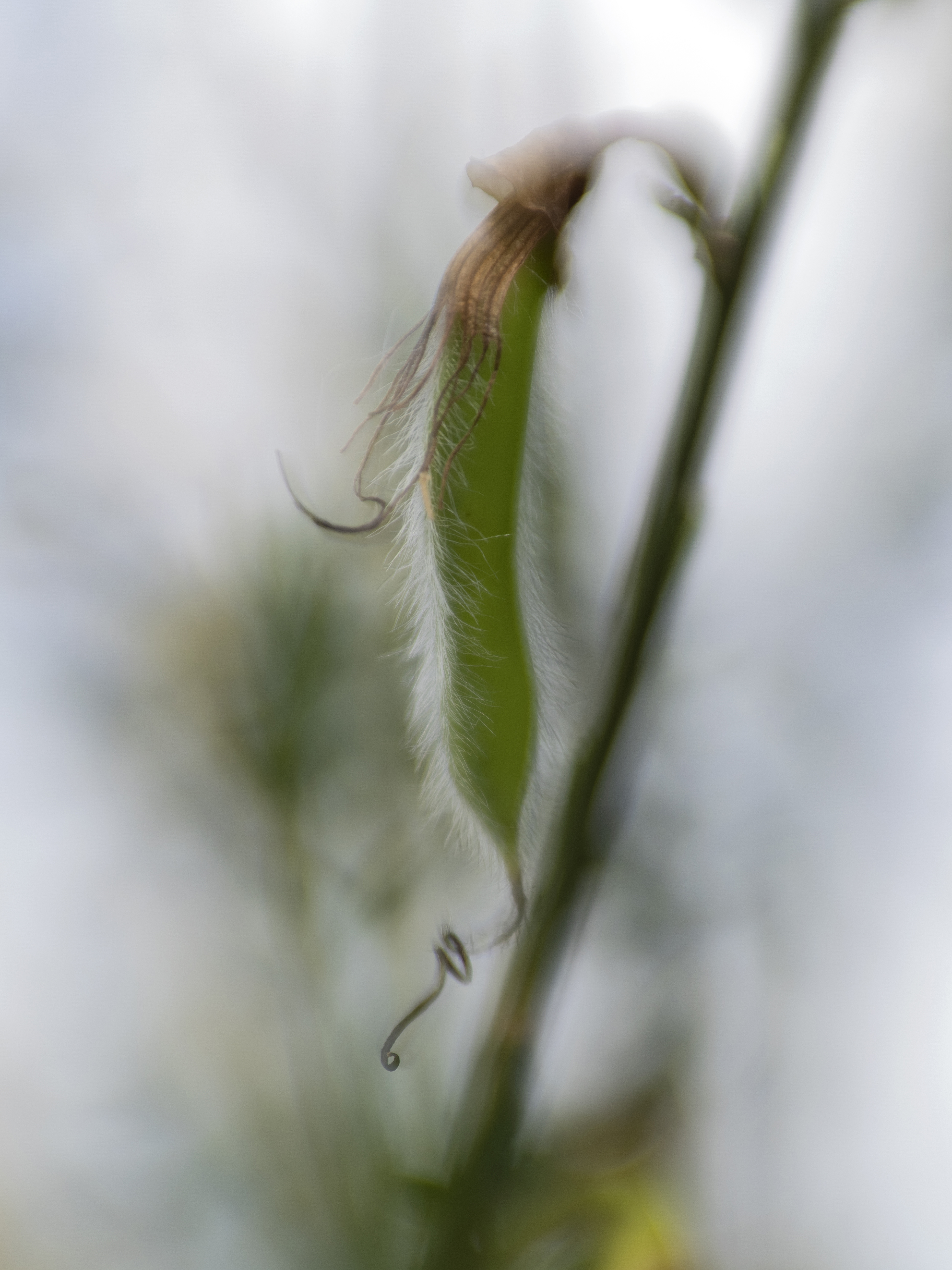 seed