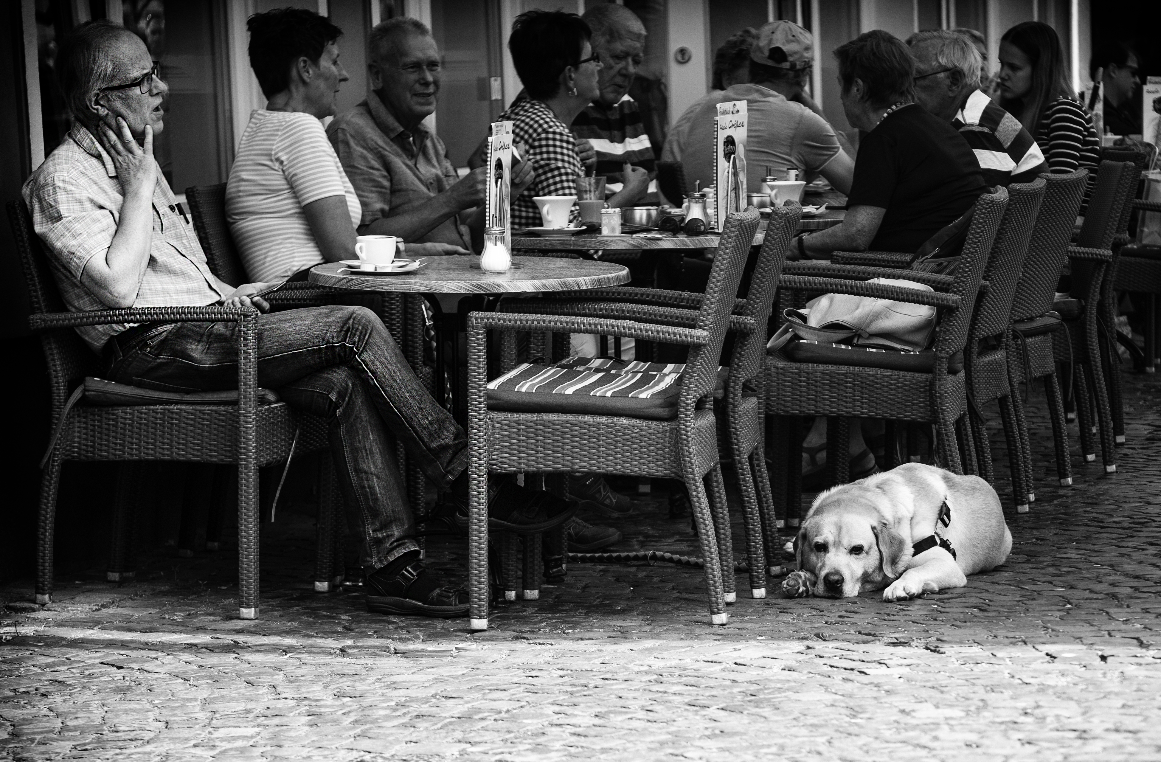 ik-had-toch-mijn-hond-mee