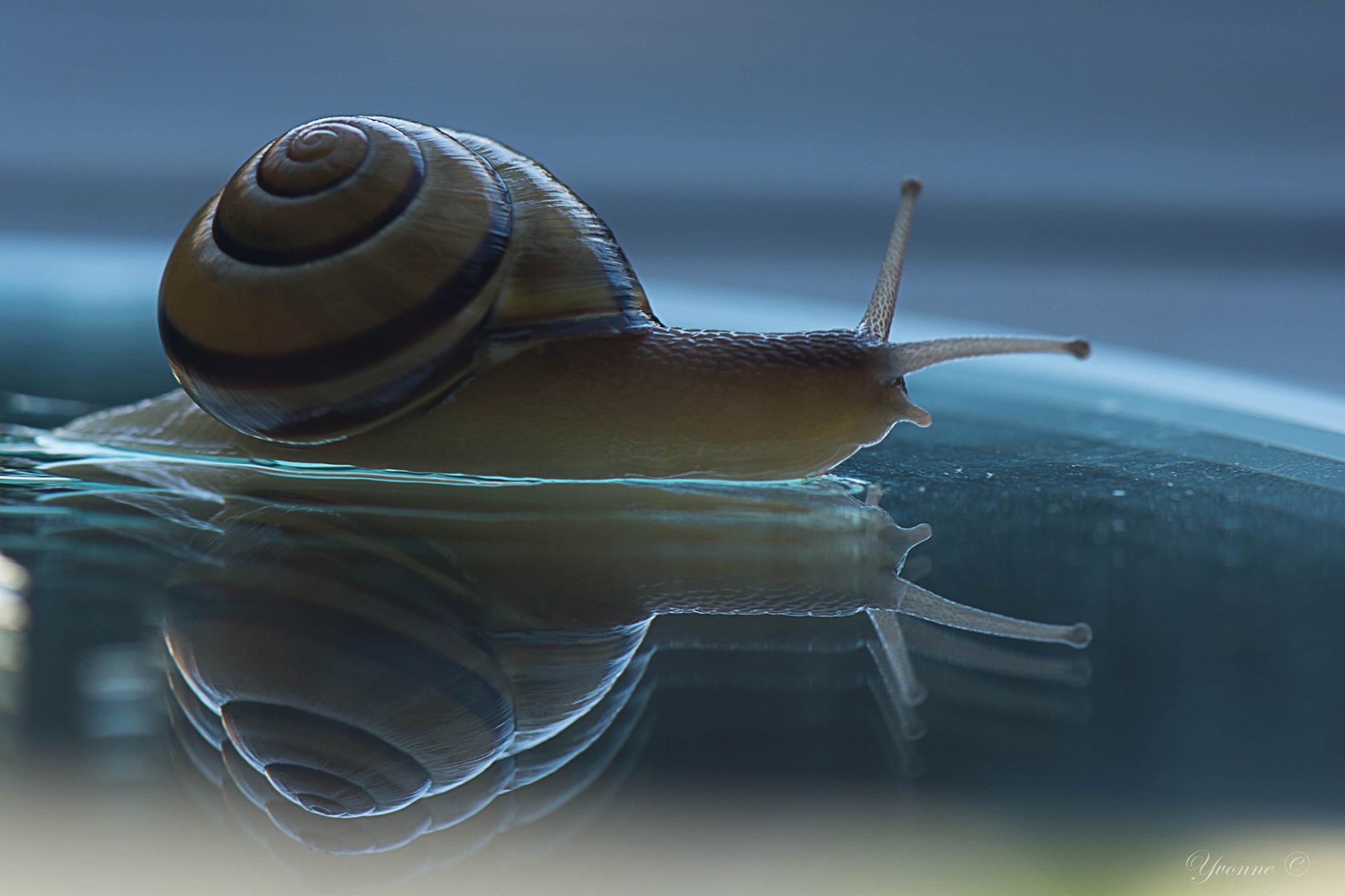 slak-op-n-spiegeltje