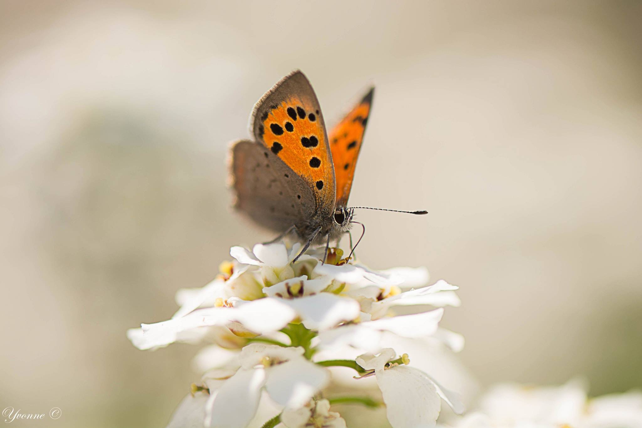 kleine-vuurvlinder-2