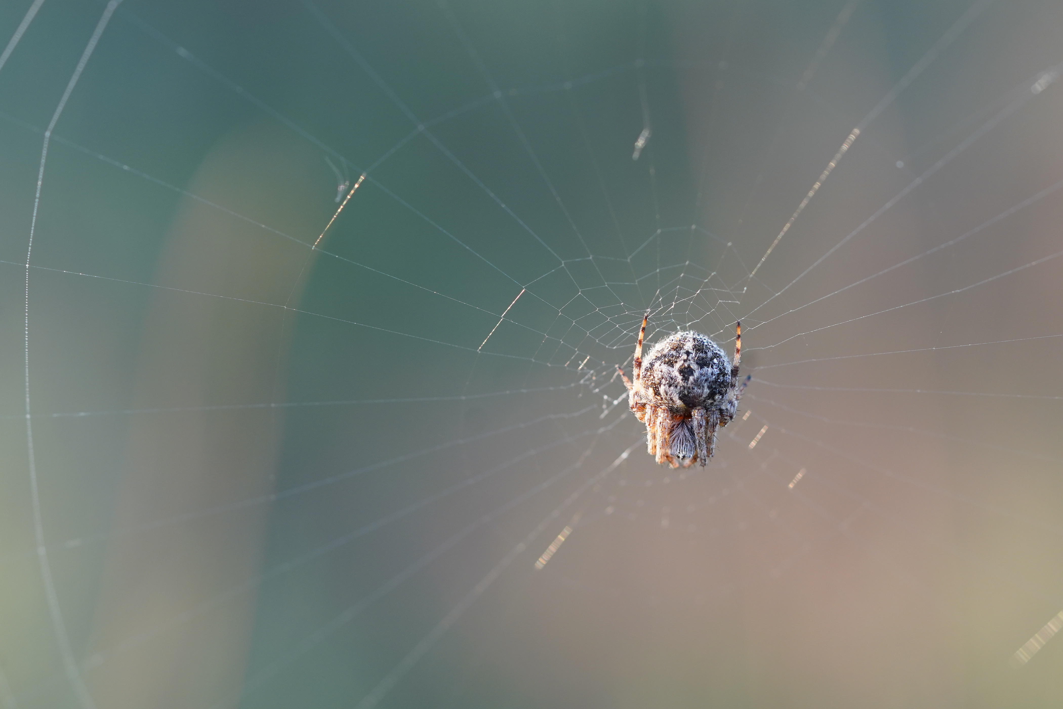zweven-op-een-ragfijn-web