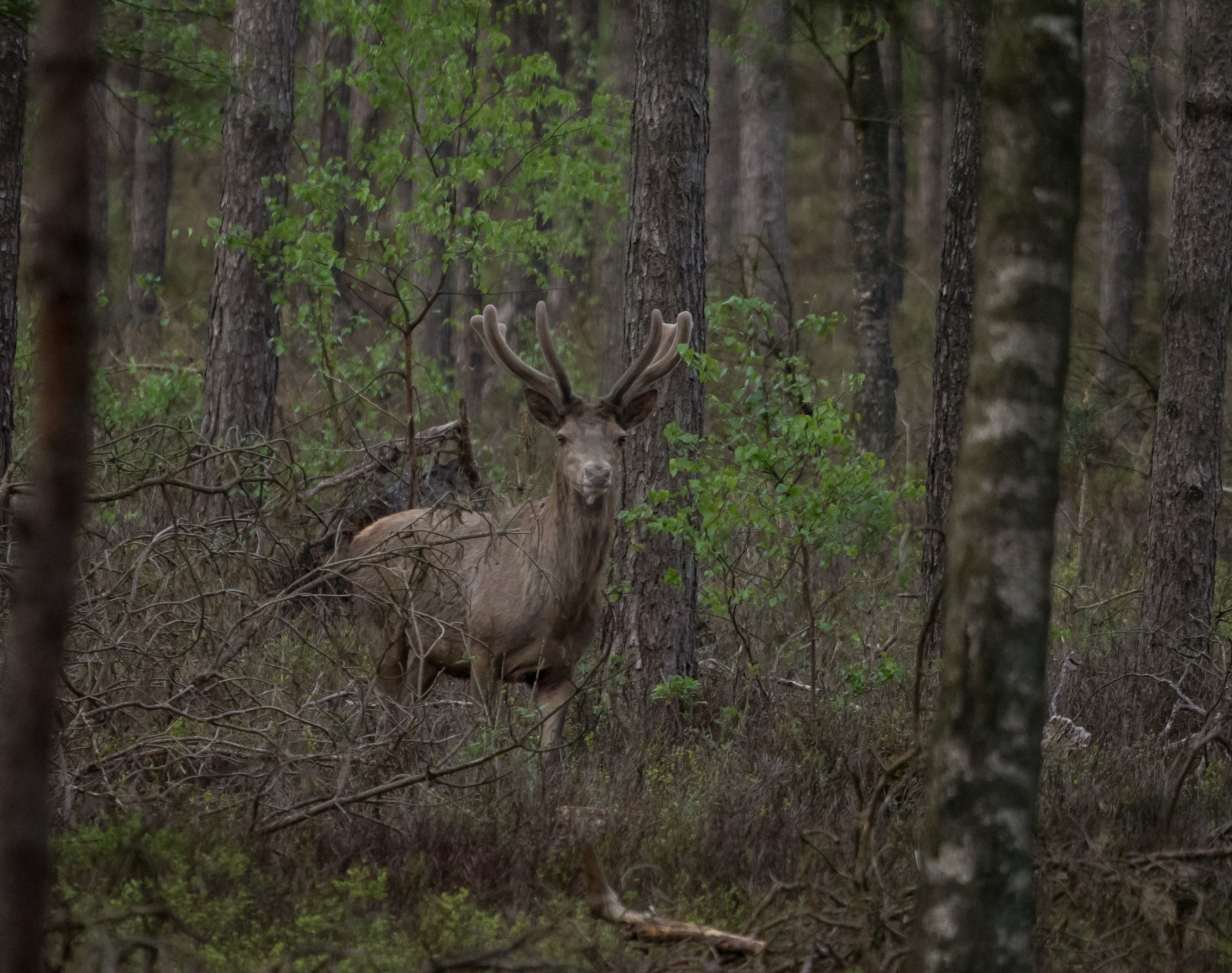 betrapt-in-het-vierhouterbos