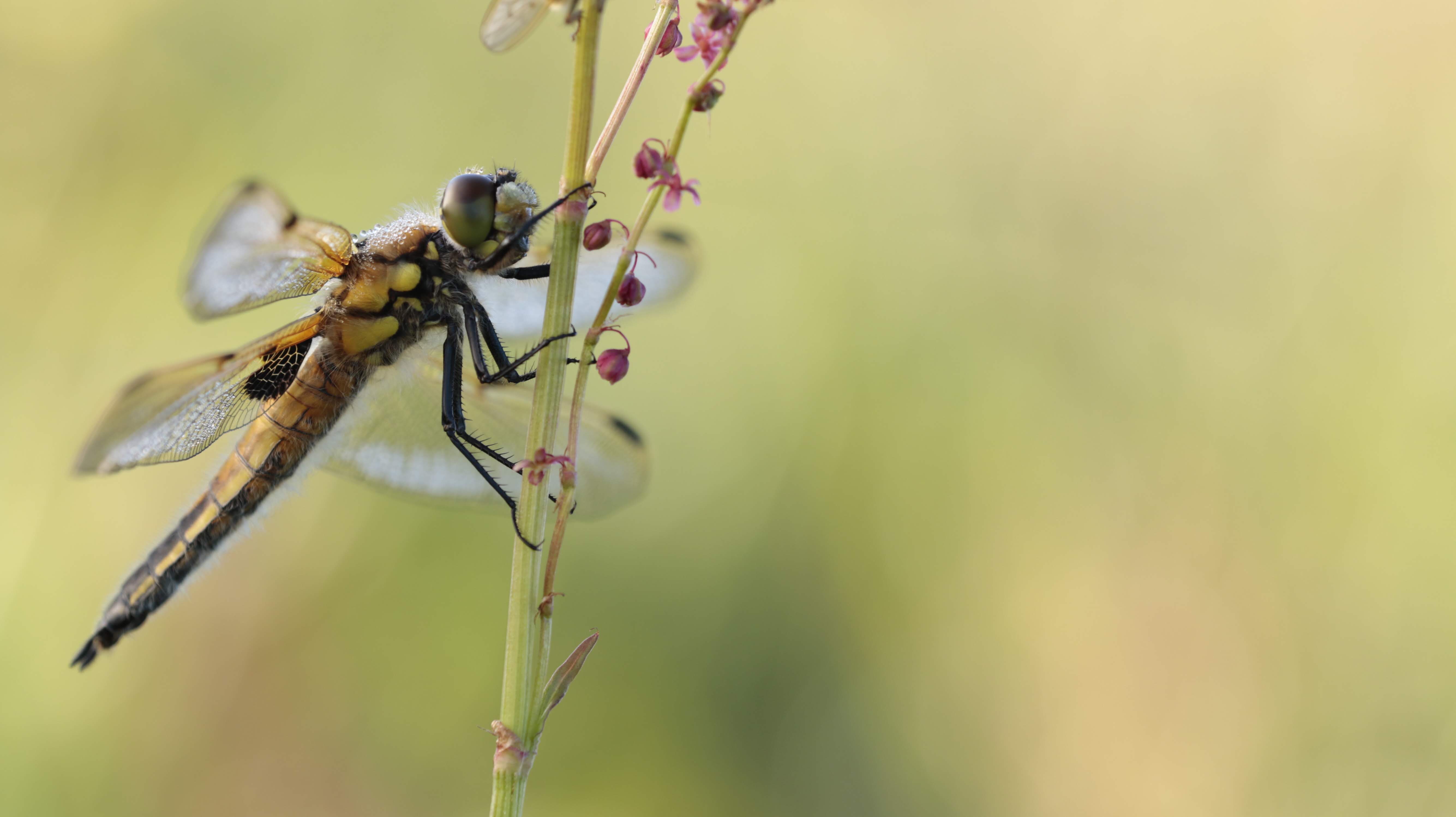viervlek-op-zuring-in-de-dauw