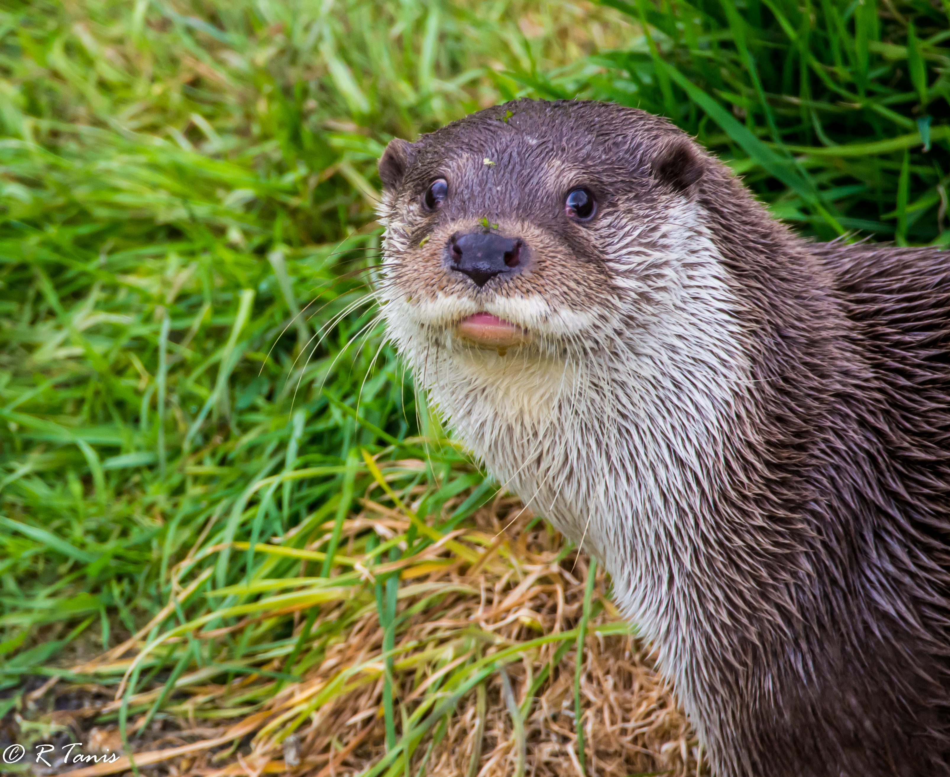 visotter