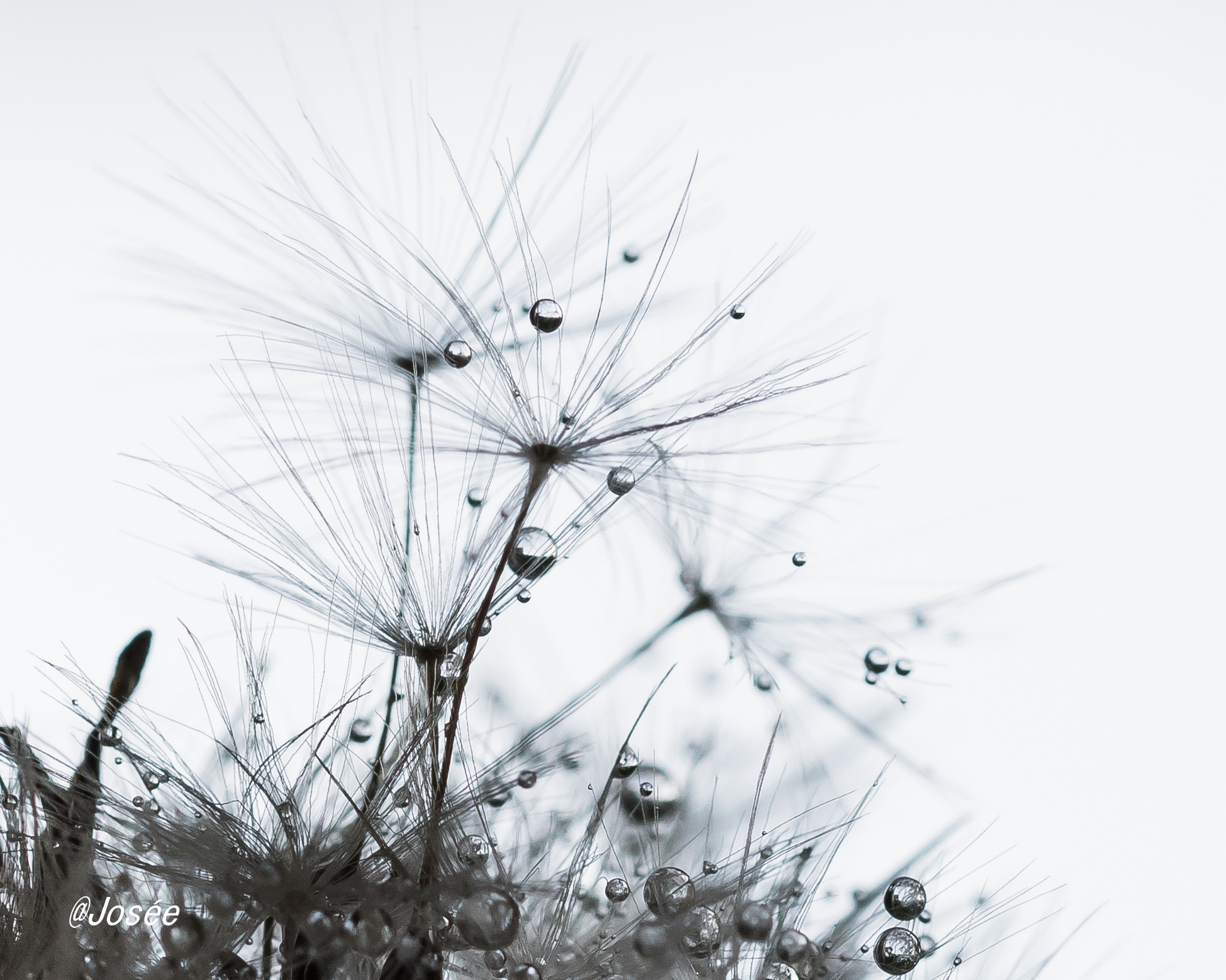 pluisje-van-de-paardenbloem