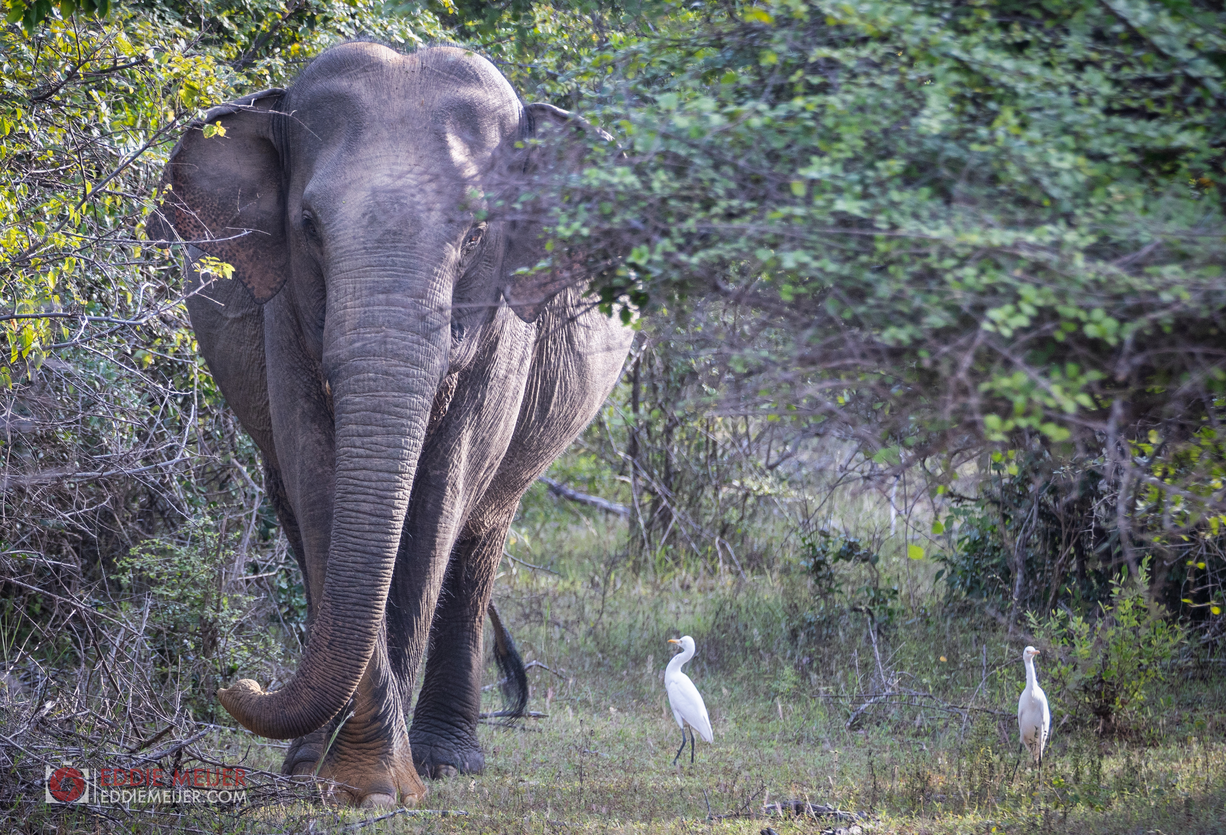 olifant-met-reigers