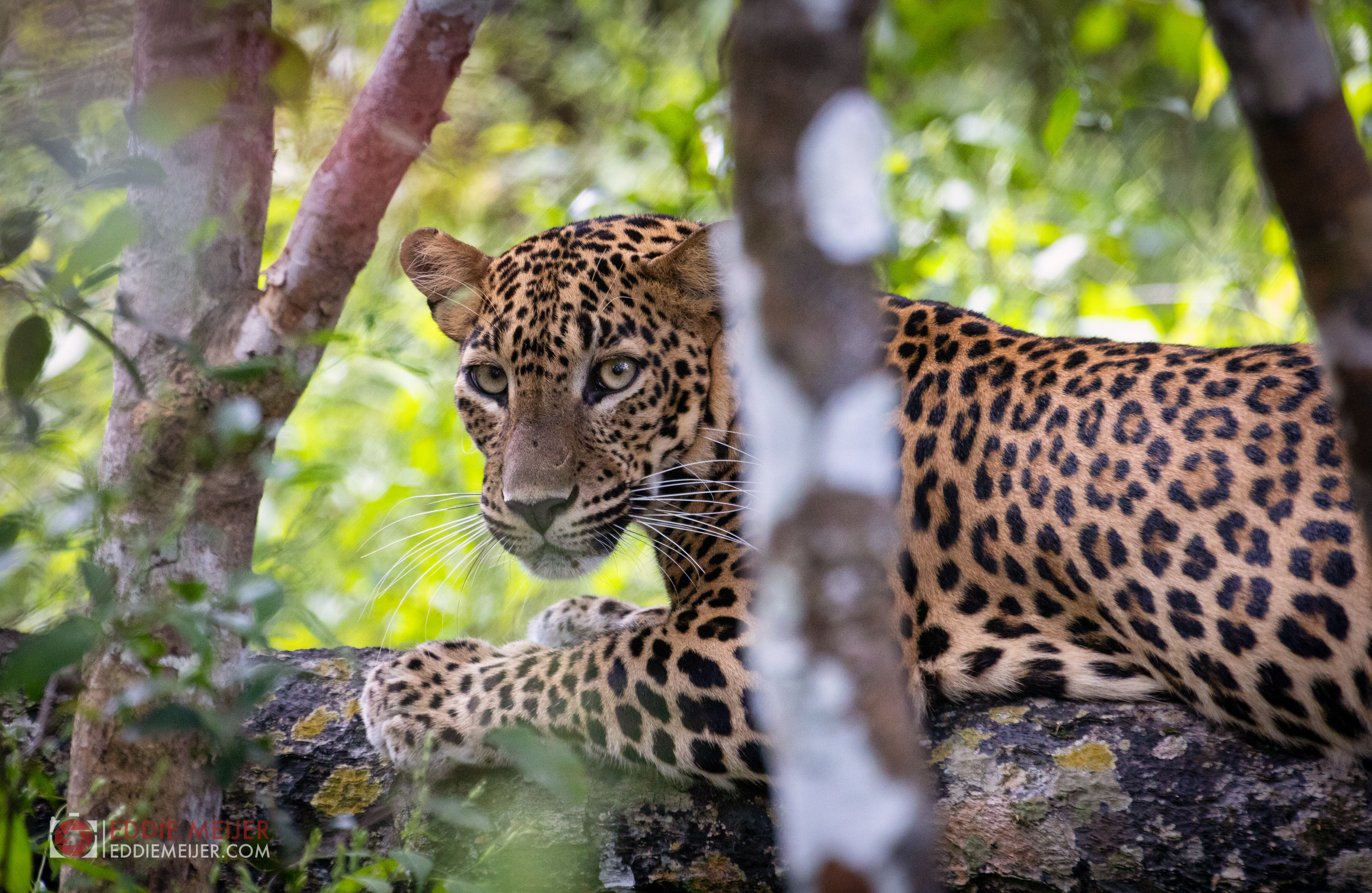 luipaard-op-de-uitkijk