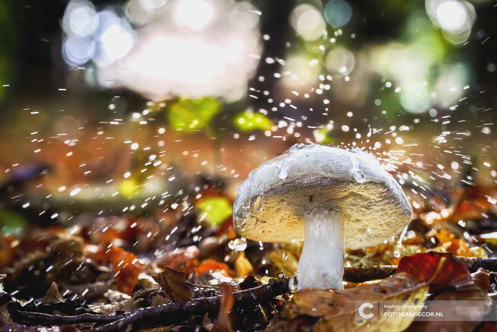 microkosmos-in-de-herfst-paddenstoel-gevangen-in-een-dans-van