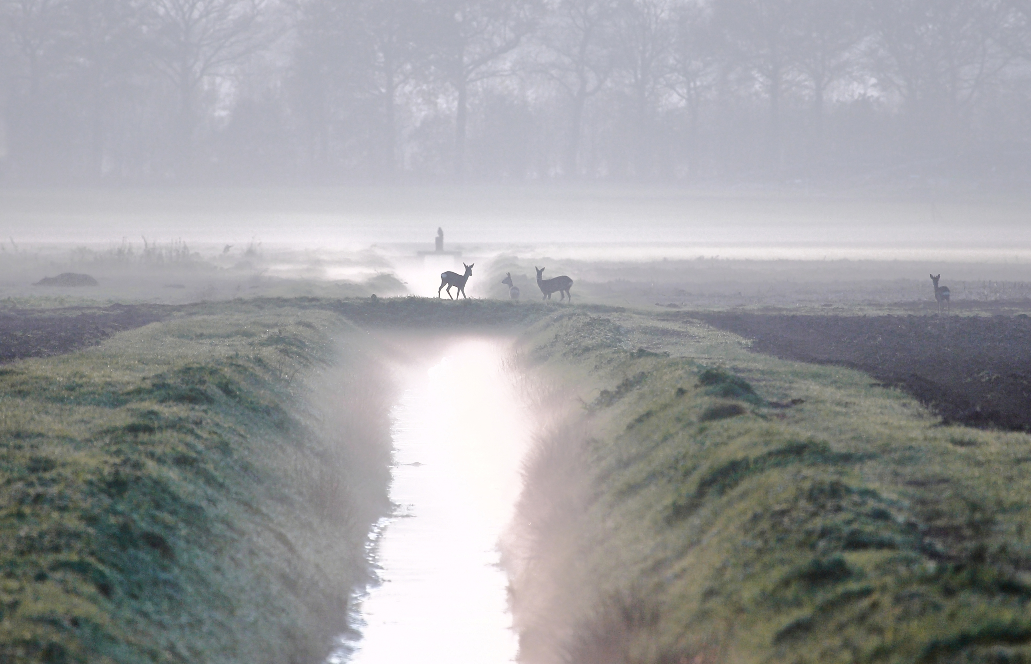 ree%C3%ABn-in-de-mist