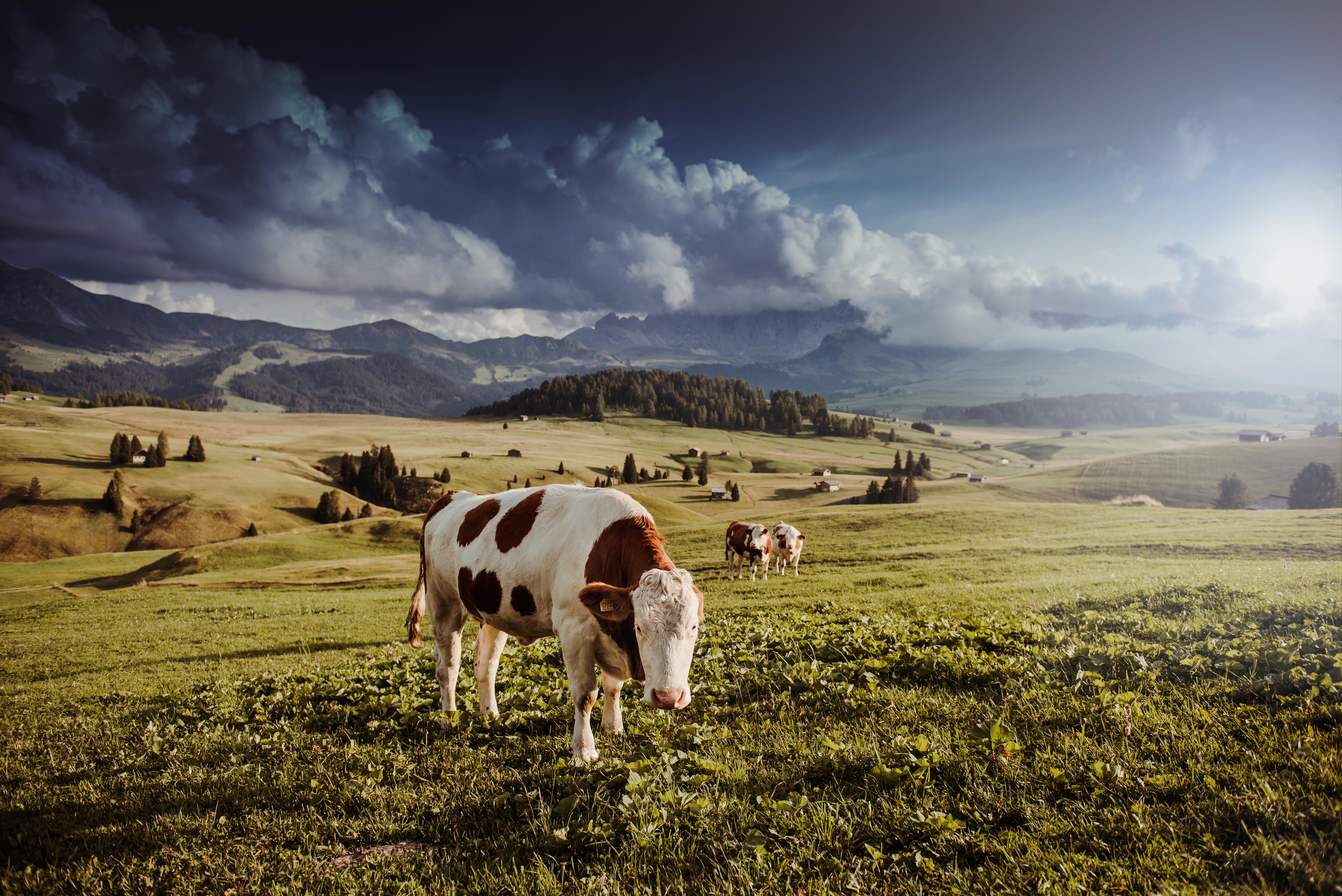 alpe-di-siusi-seiseralm-dolomieten