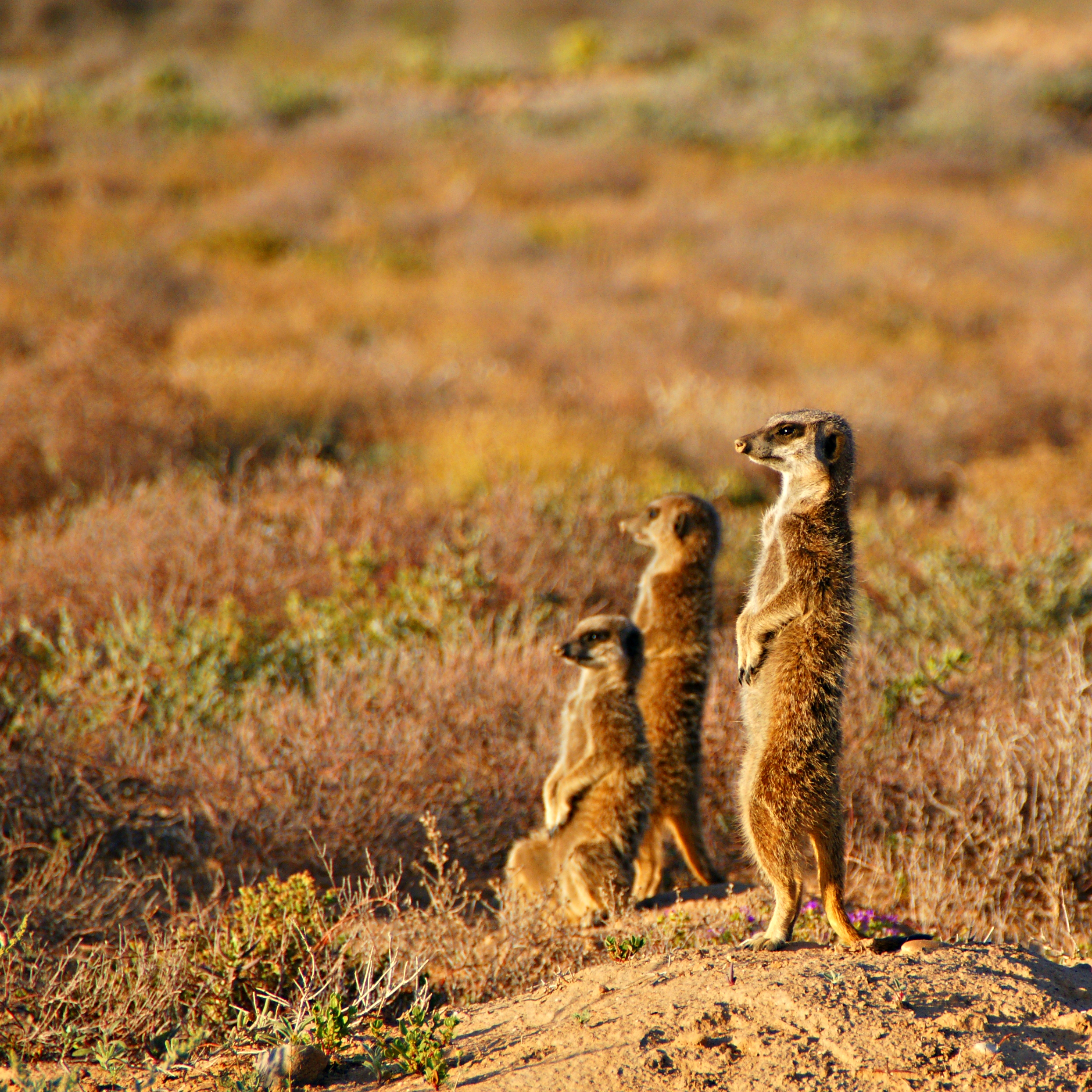 meerkatten-in-oudtshoorn-zuid-afrika