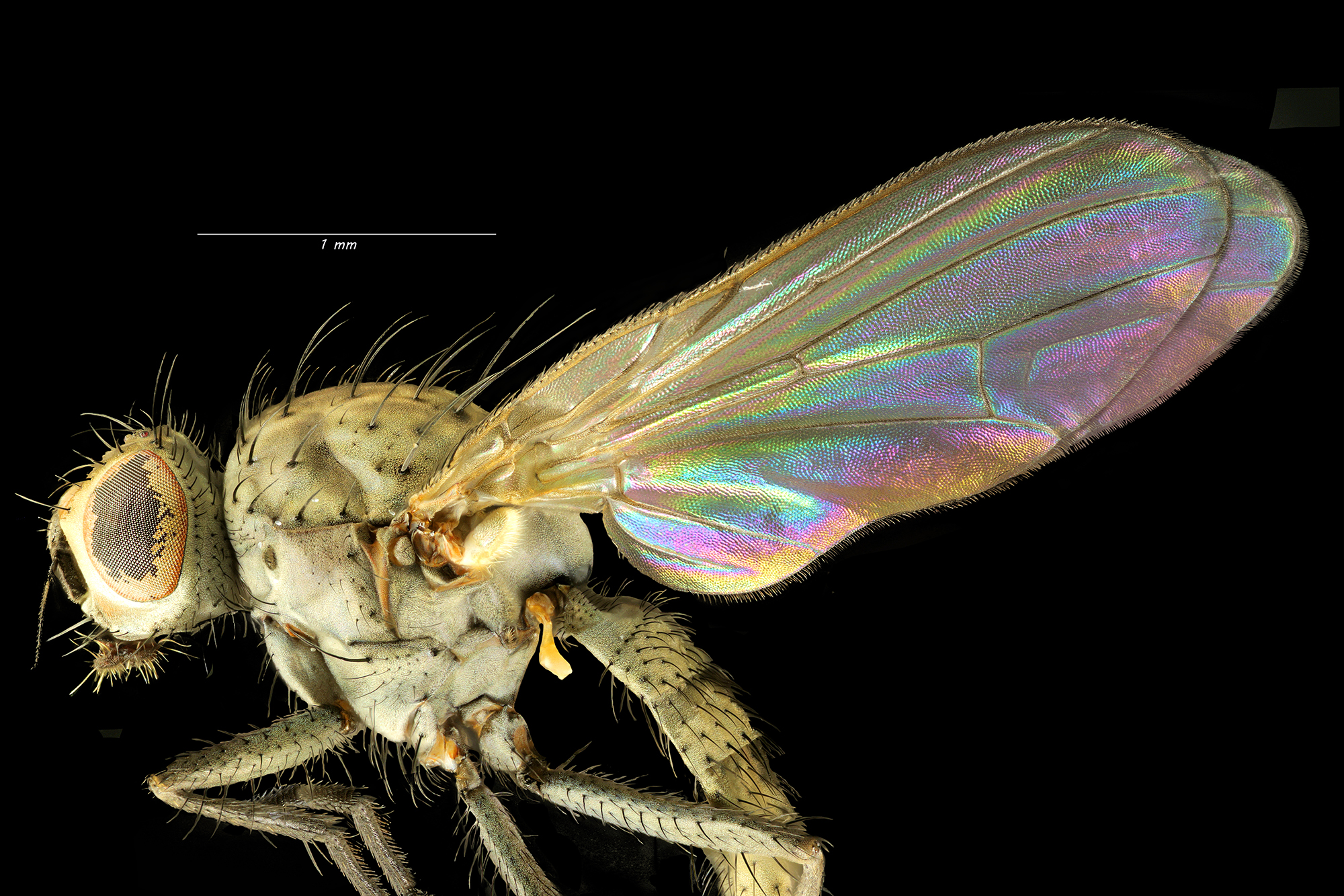 kleur-in-een-zwart-vilegje