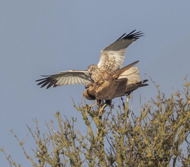 parende-kiekendieven