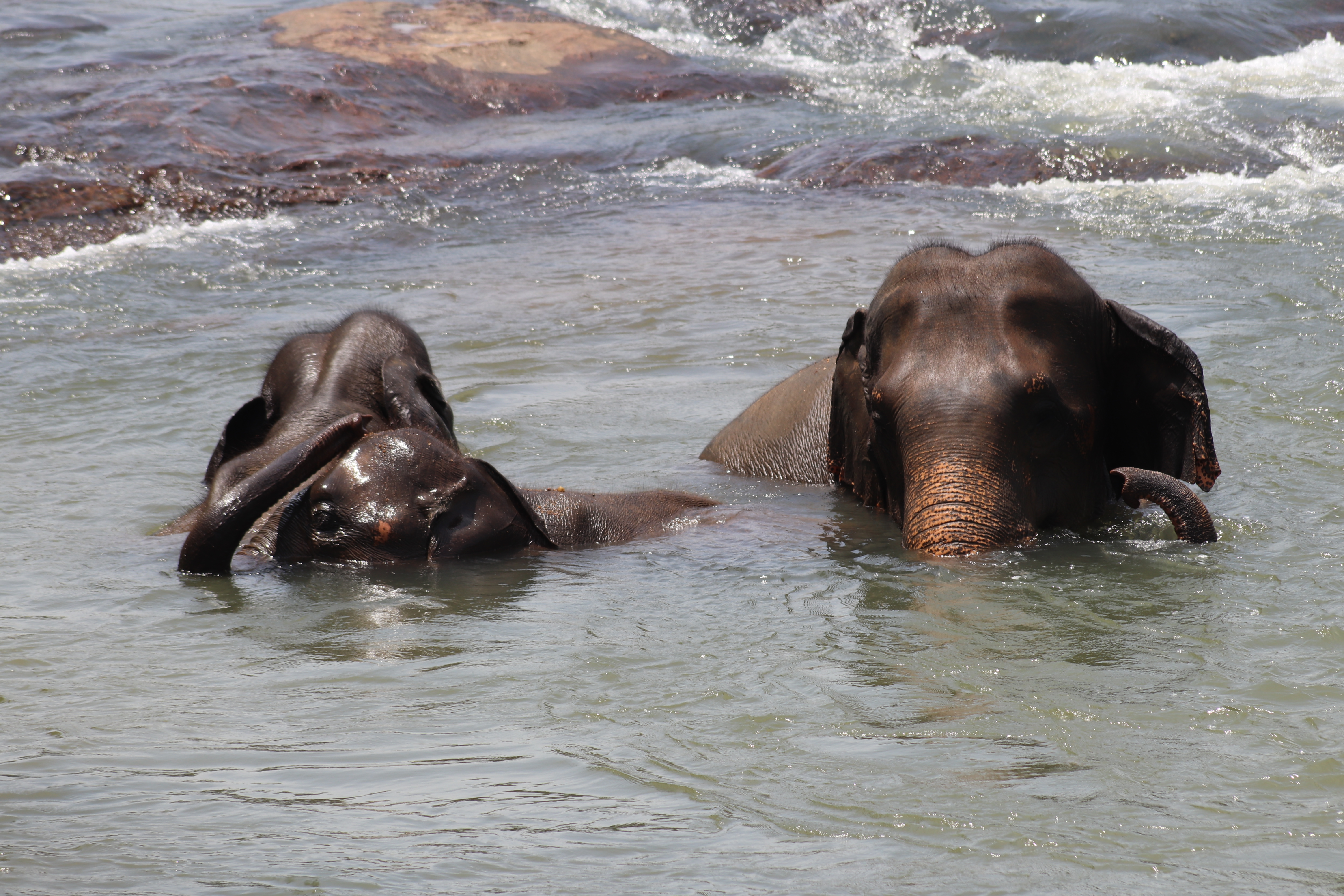 wildlife-badende-olifant-met-kids