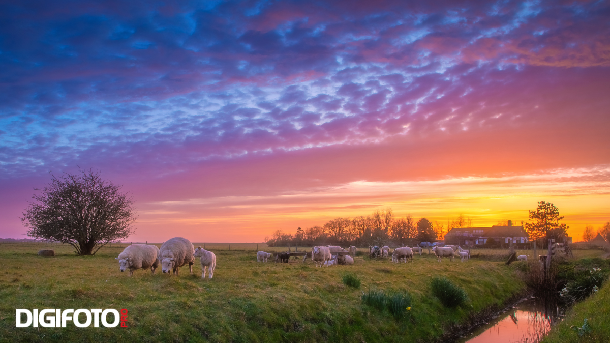 spotlight-van-de-week-15-digifoto-pro-gallery