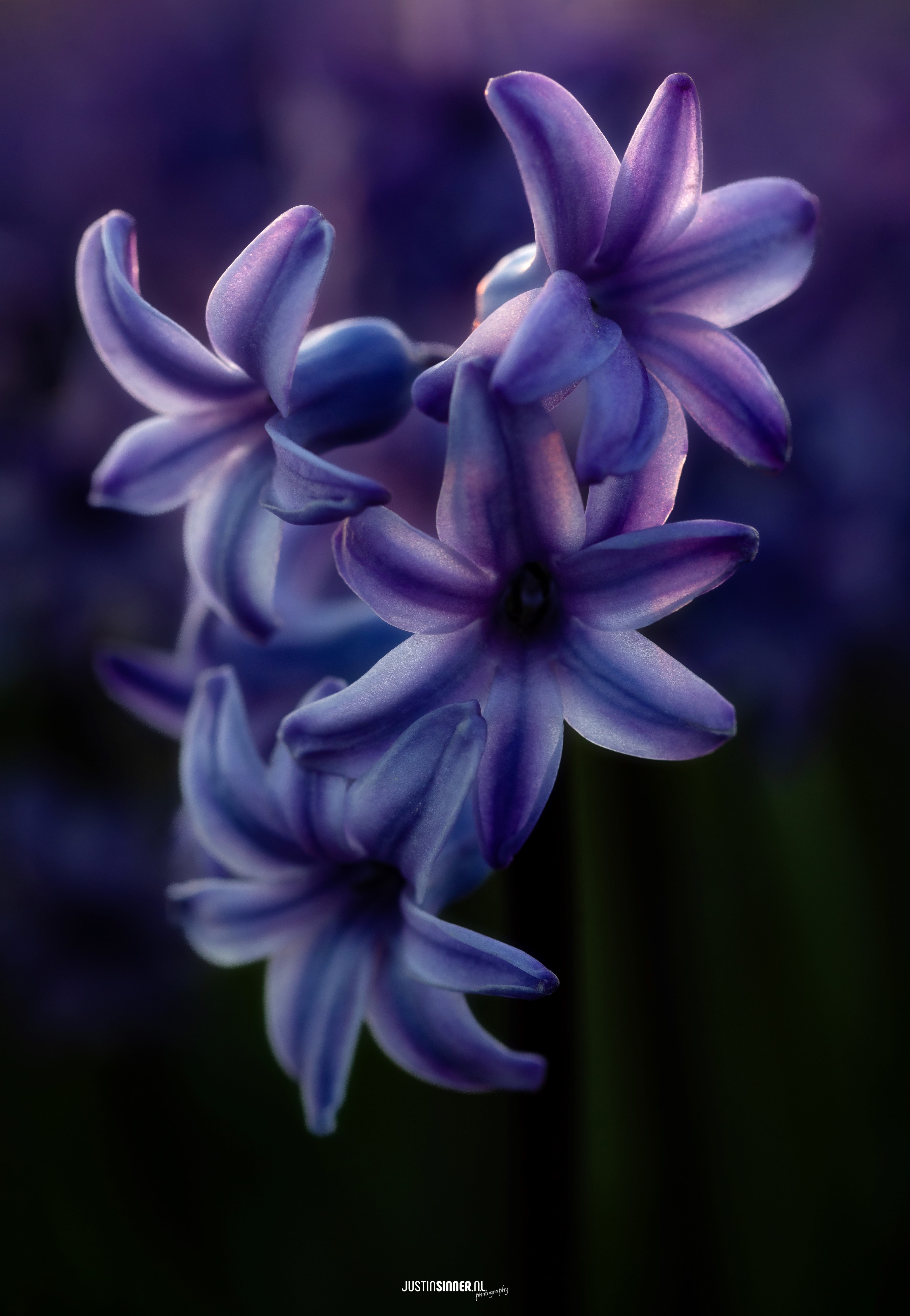 hyacinten-in-het-blauwe-uur