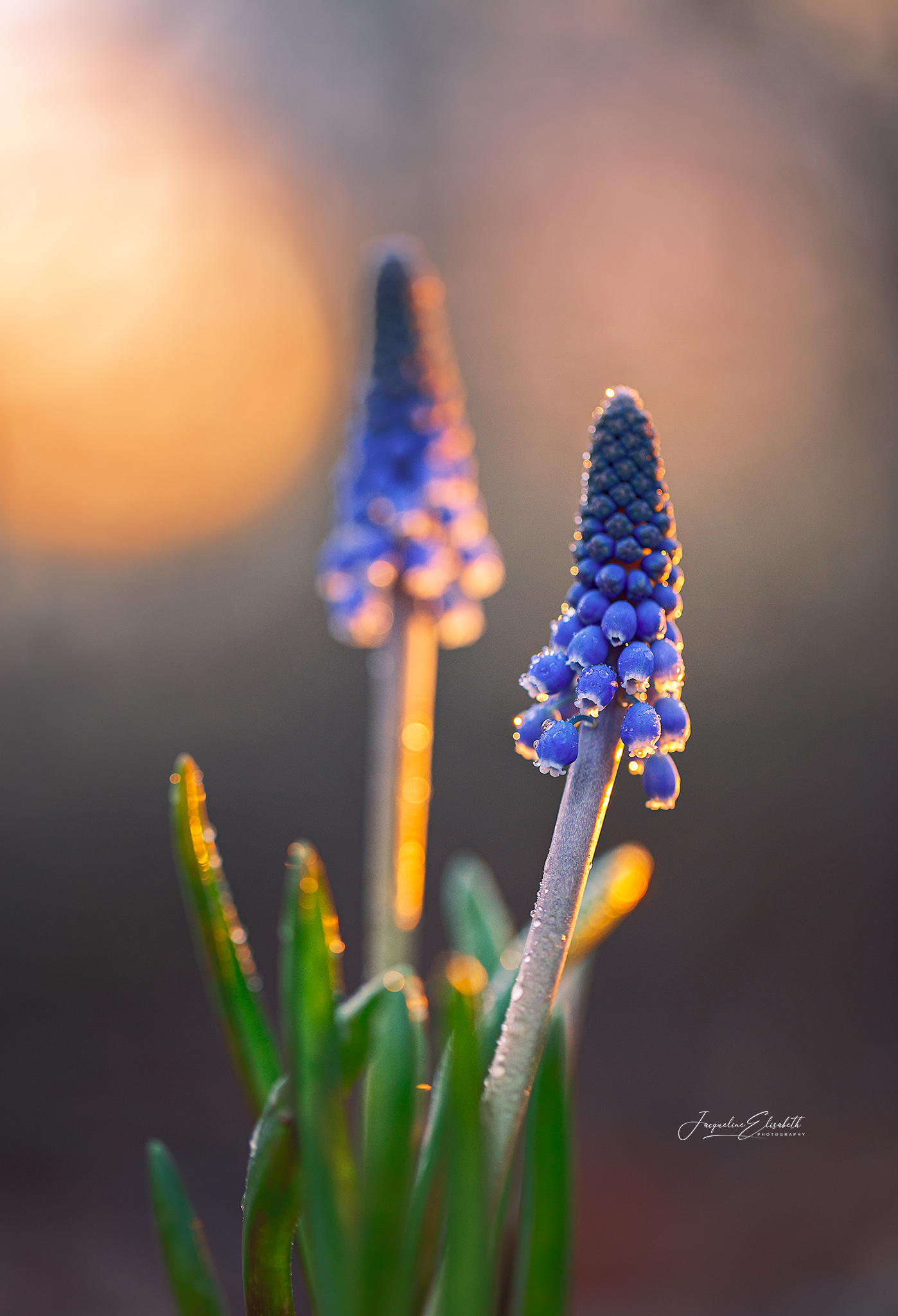 held-in-a-golden-spotlight