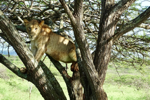 leeuwin-in-de-boom-vlakbij
