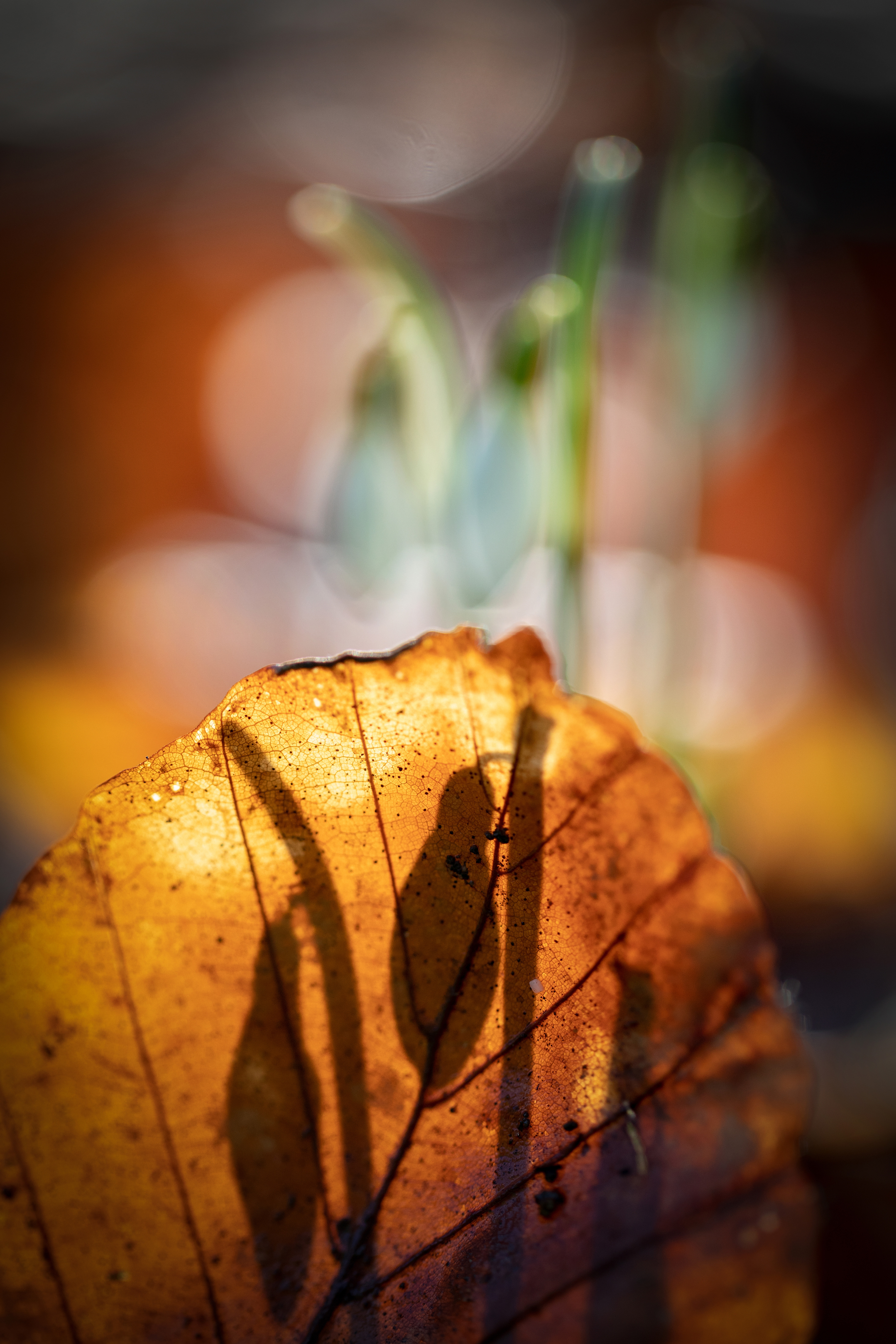 sneeuwklokjesmaar-dan-anders