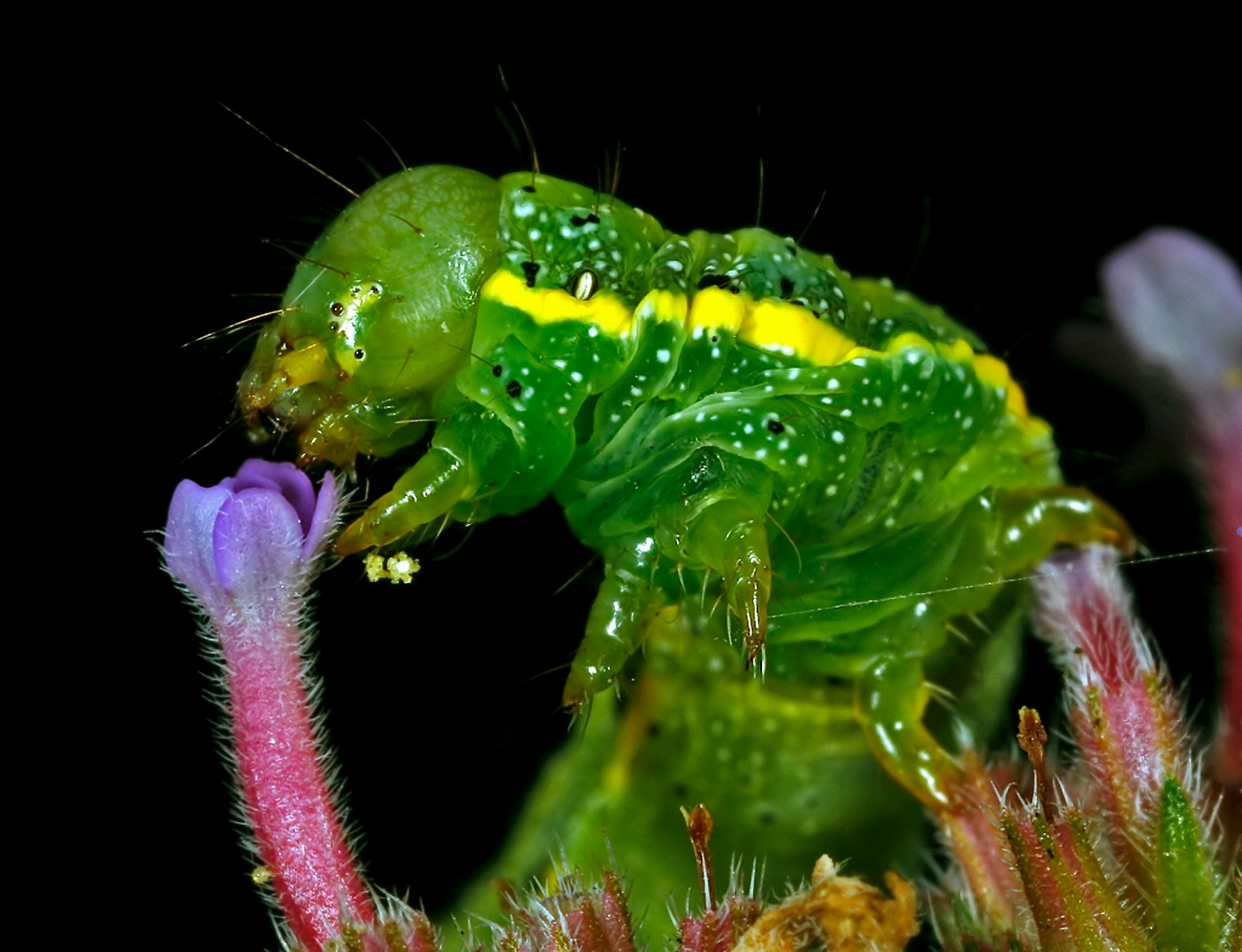 close-up-rupsvan-de-groente-uil