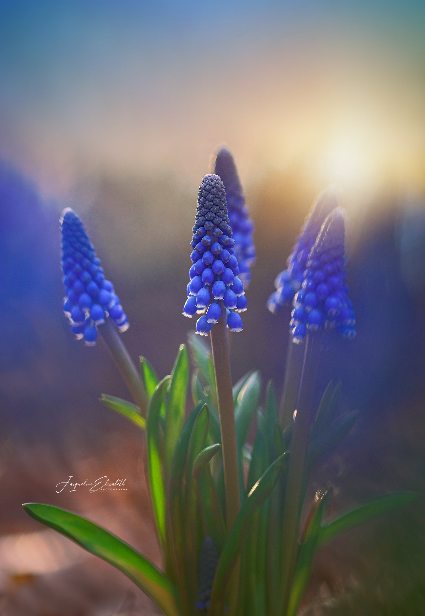 tiny-bells-of-blue