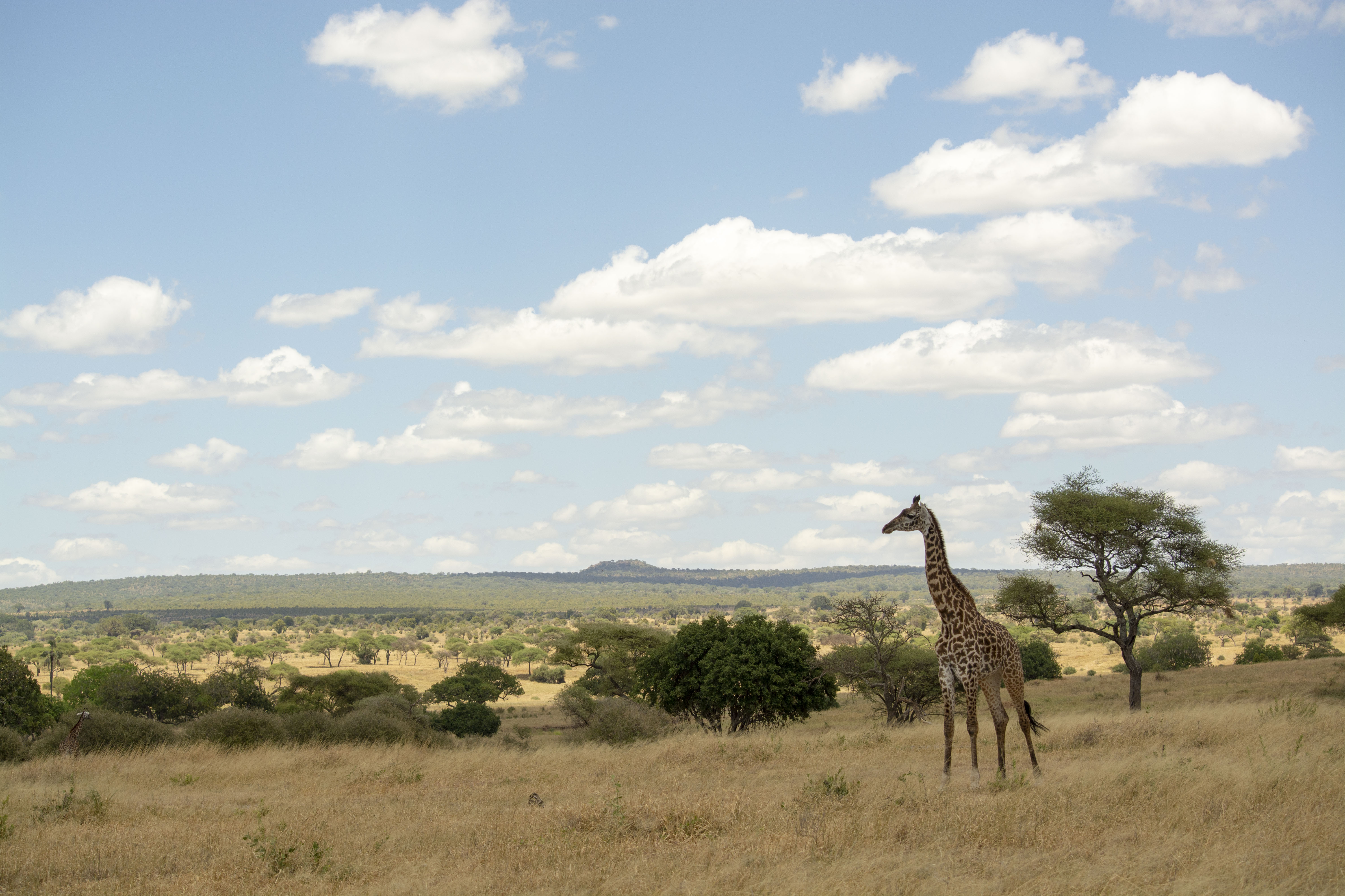 giraf-in-tarangire-national-park
