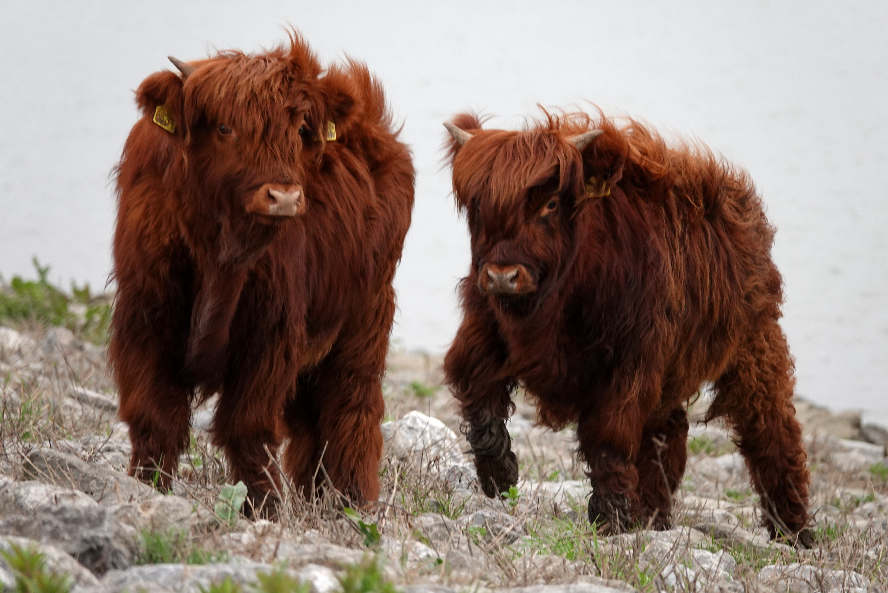 langharig-en-werkschuw