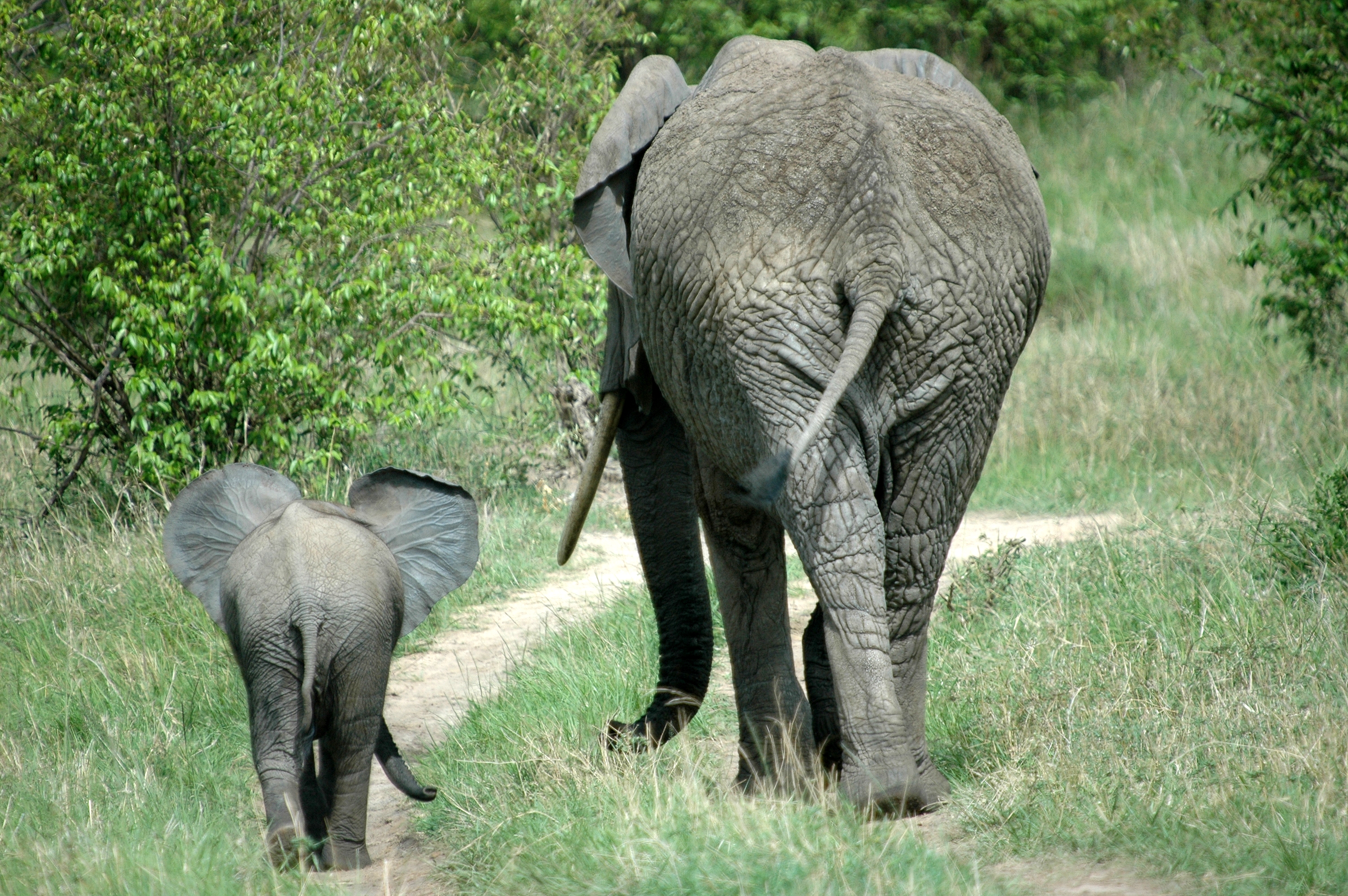 maandopdracht-wildlife-3