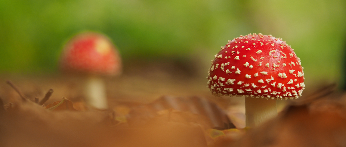 terugblik-macrofotograaf-astrid-brouwers-op-zoek-naar-de-gouden-gloed