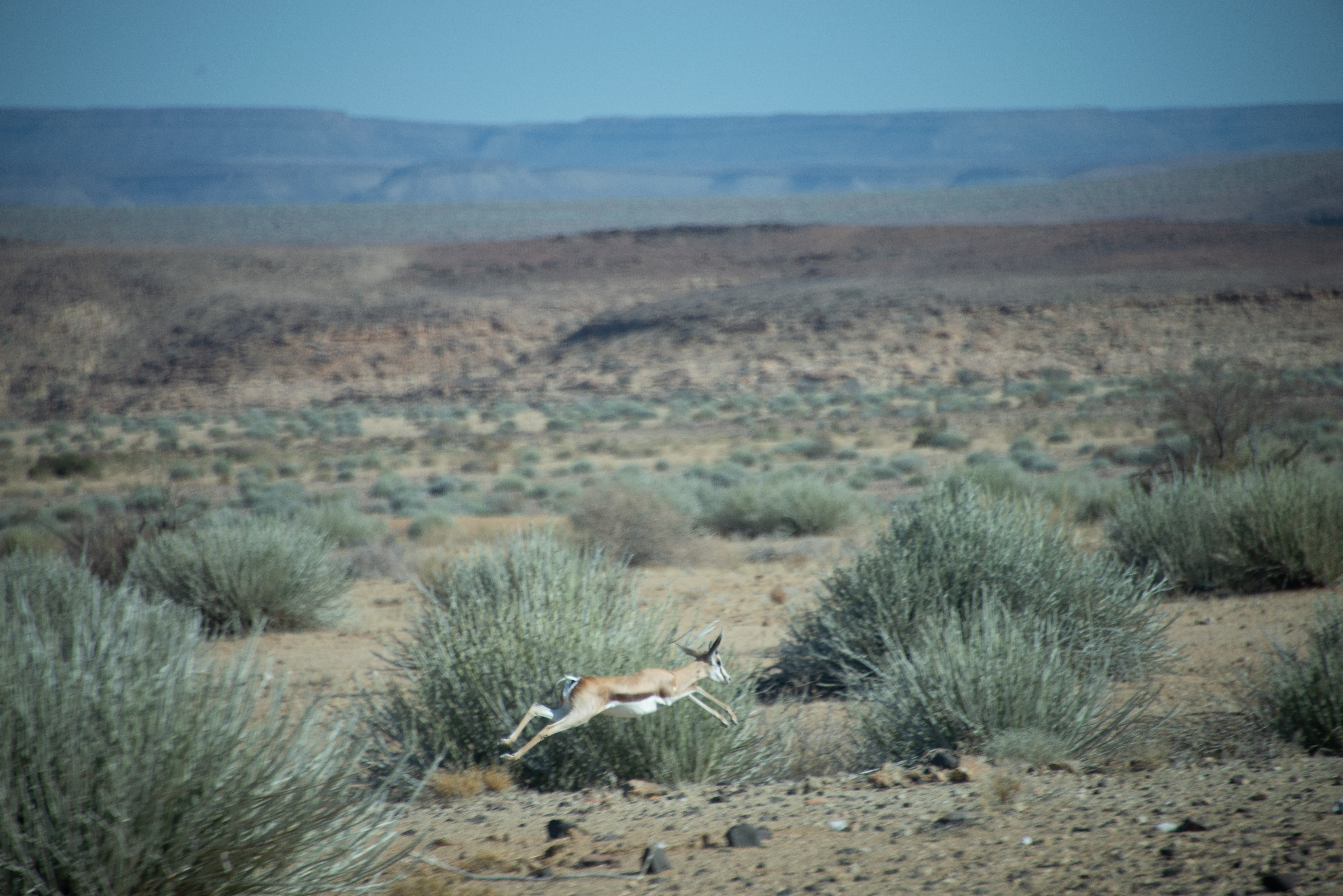 springende-springbok