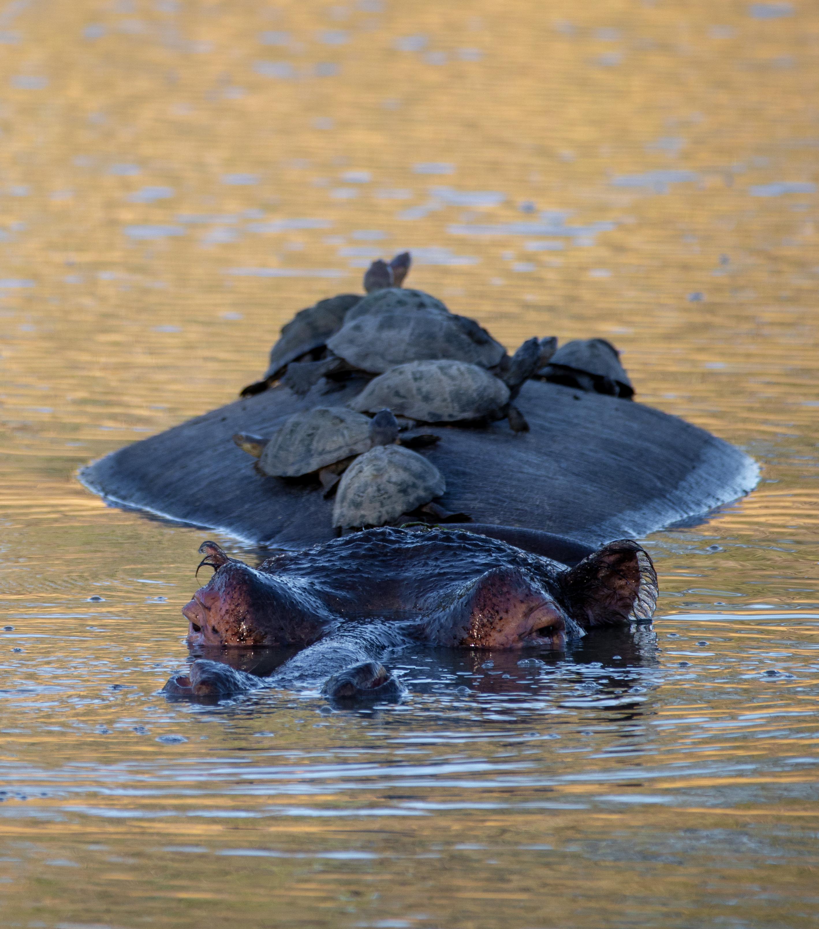 de-hippo-taxi