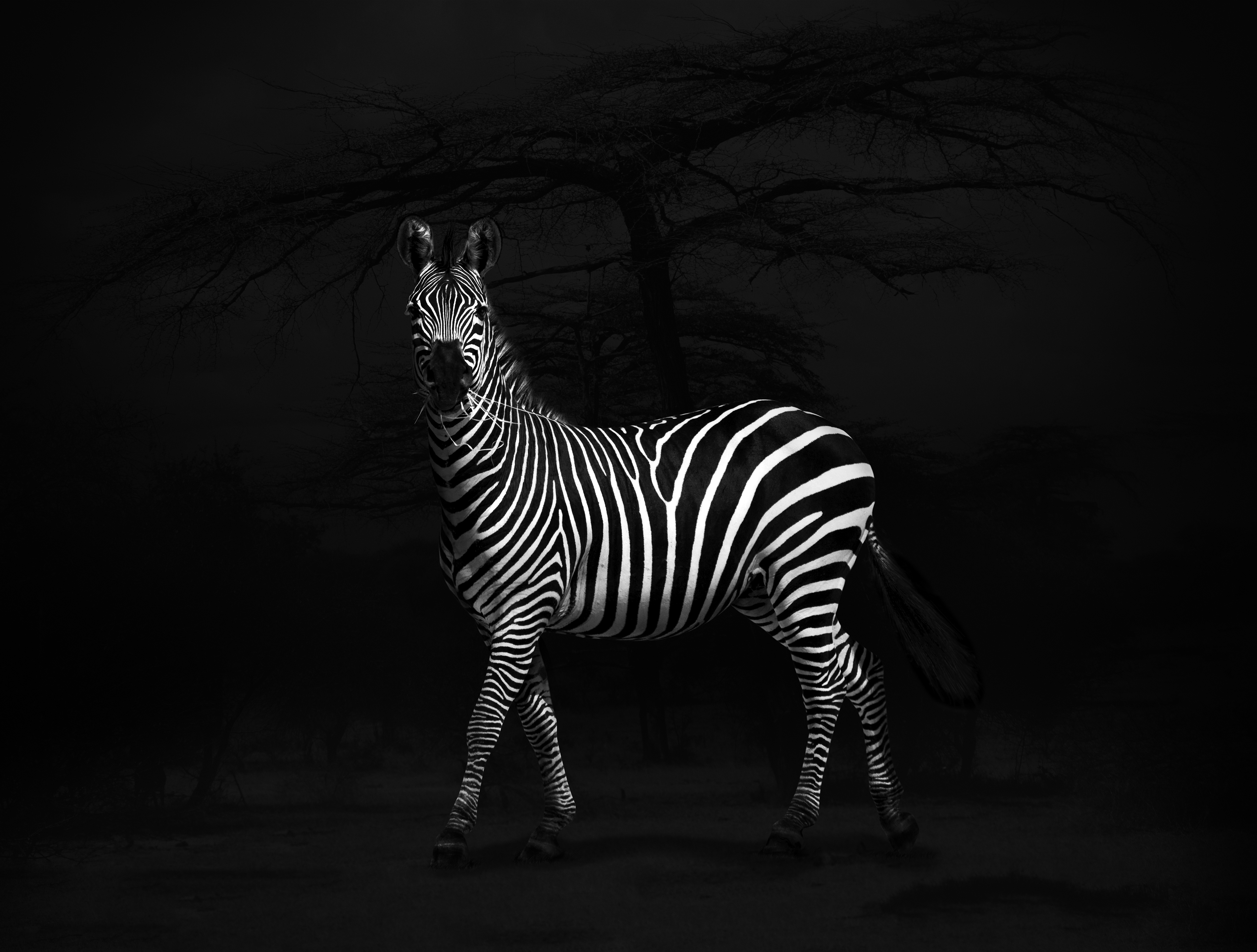 zebra-tanzania