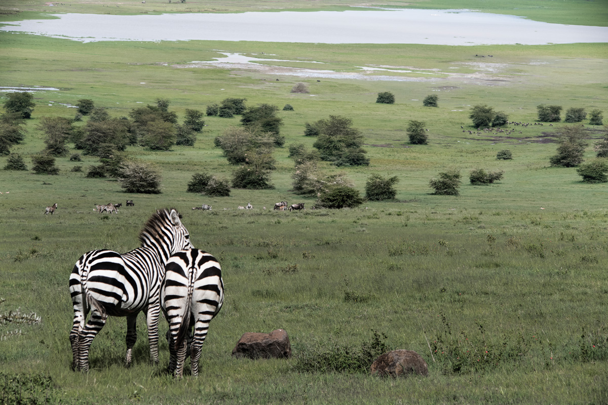 black-and-white-in-green