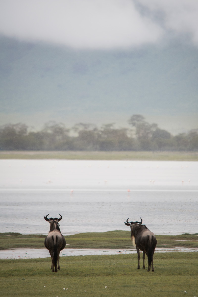 vieuw-over-ngorongoro