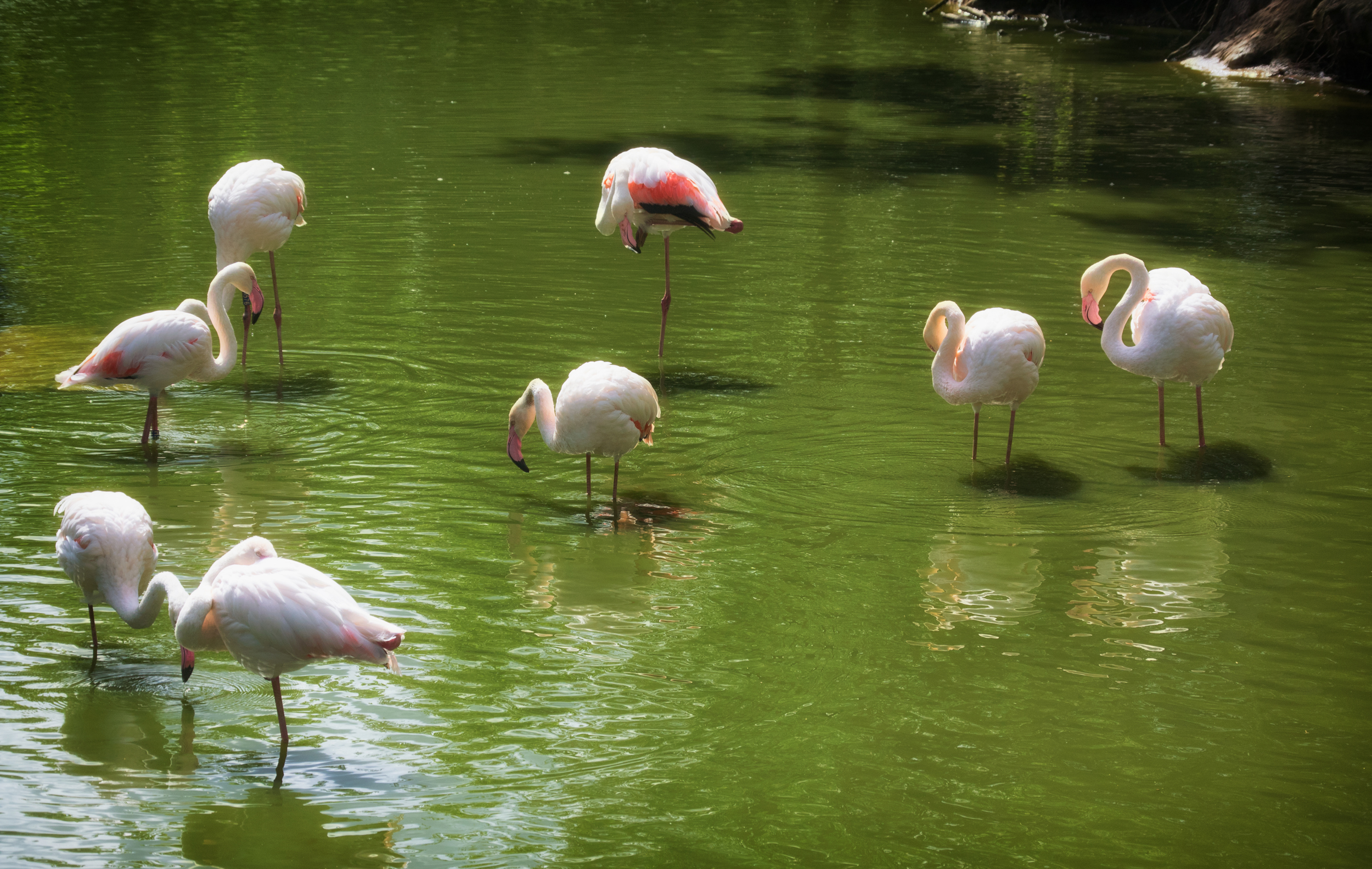 flamingos-3