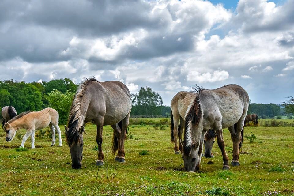 prachtige-wilde-paarden