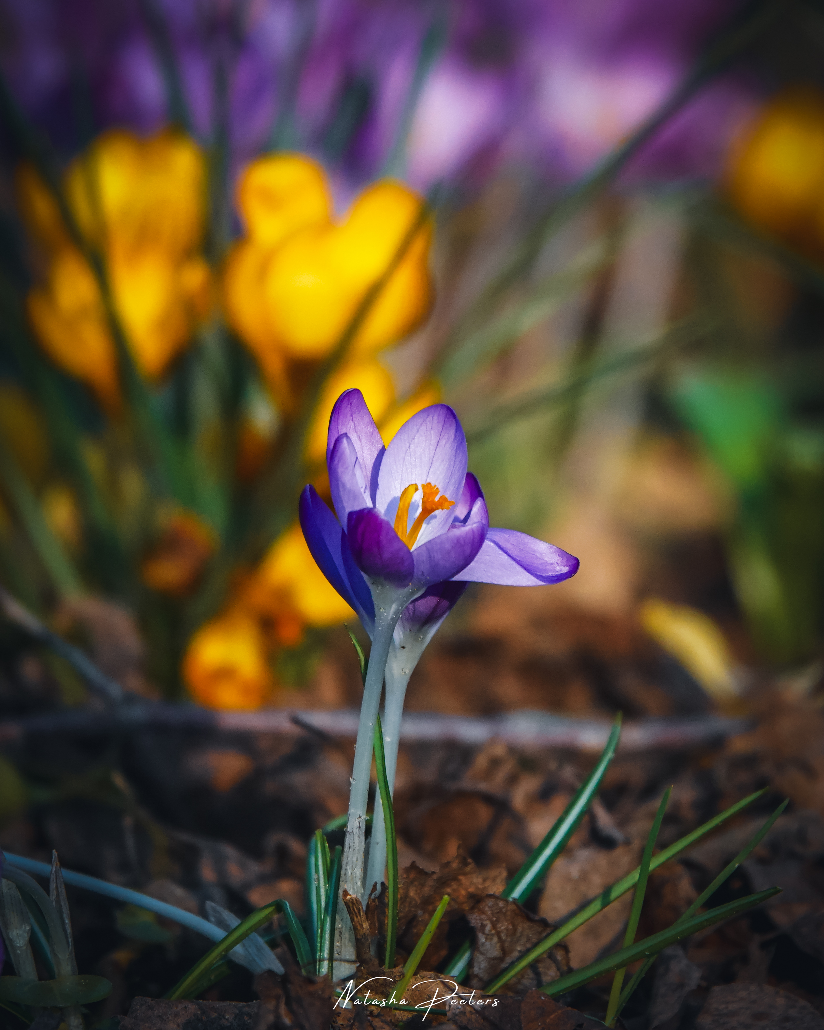krokus-0-1