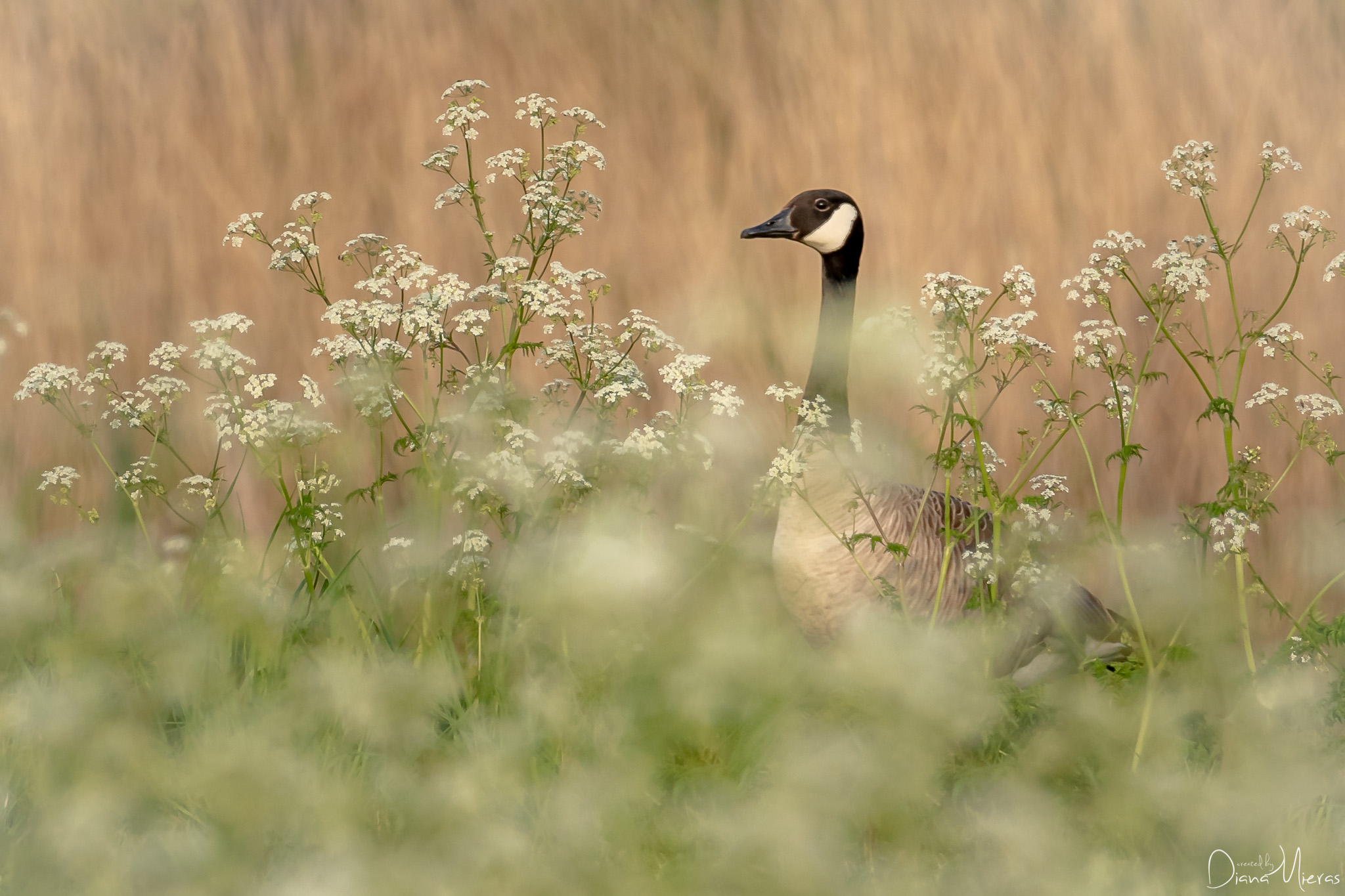 tussen-het-fluitekruid