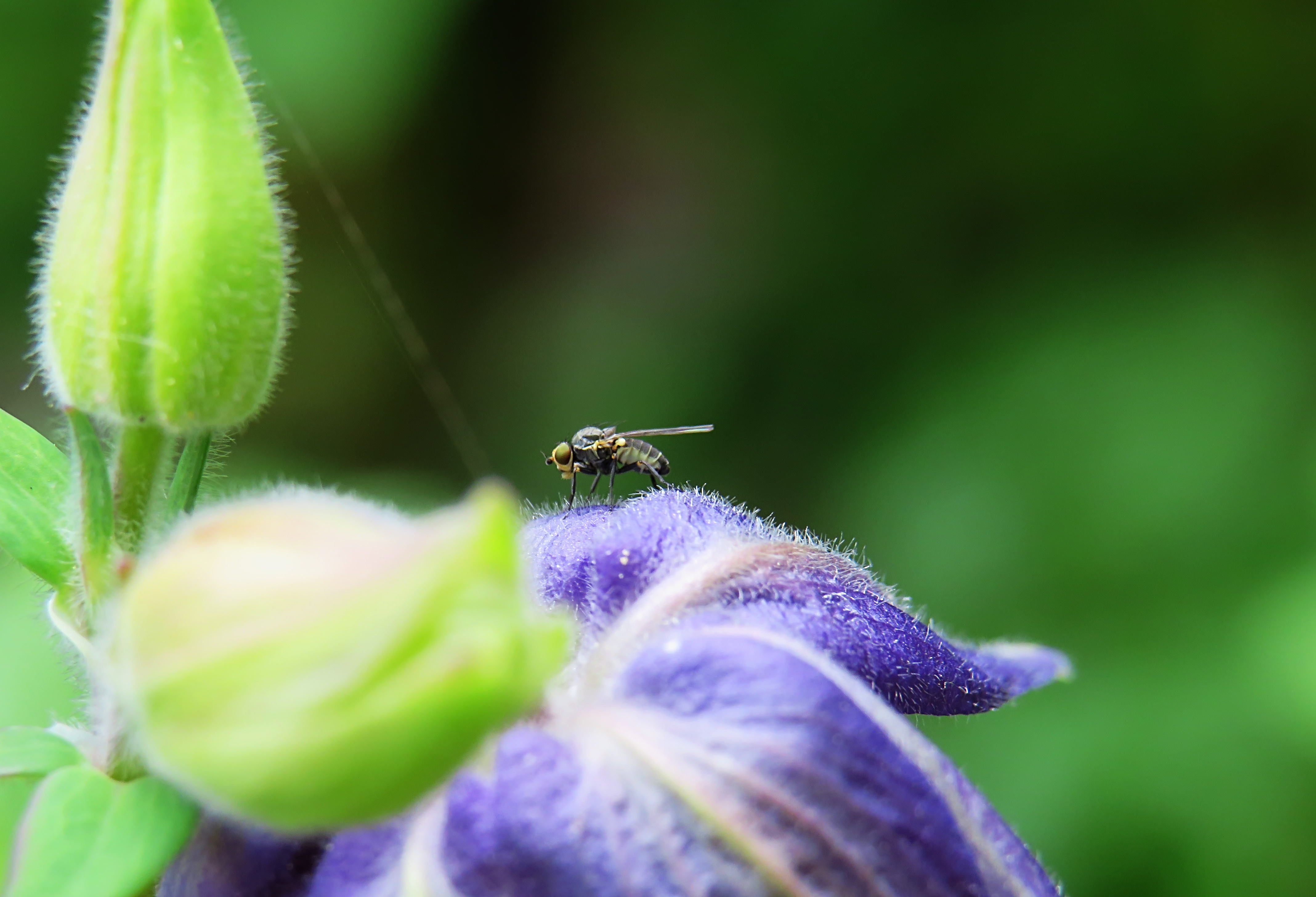 the-flower-and-the-fly
